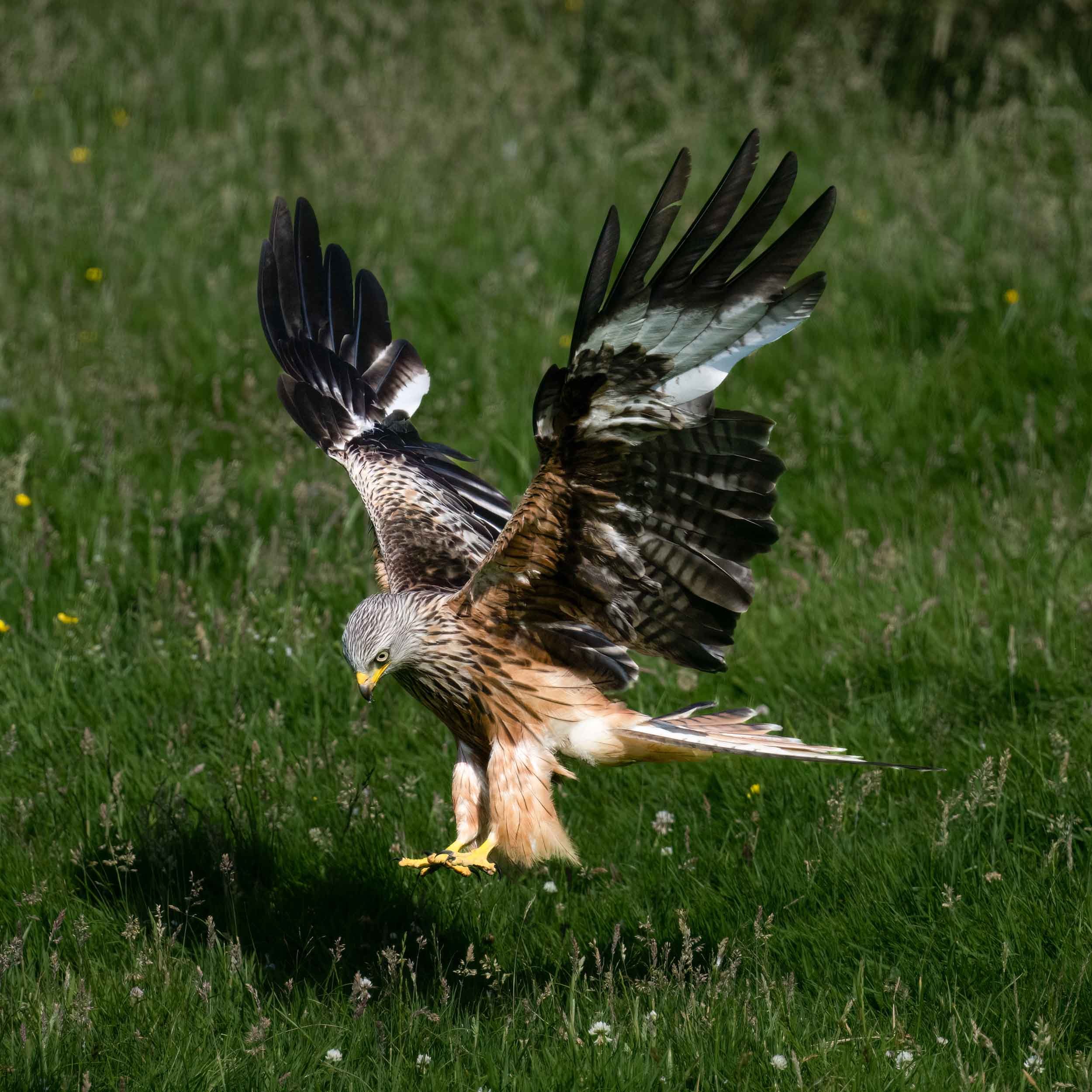 Red Kite | Gigrin Farm | Rhayader | Wales