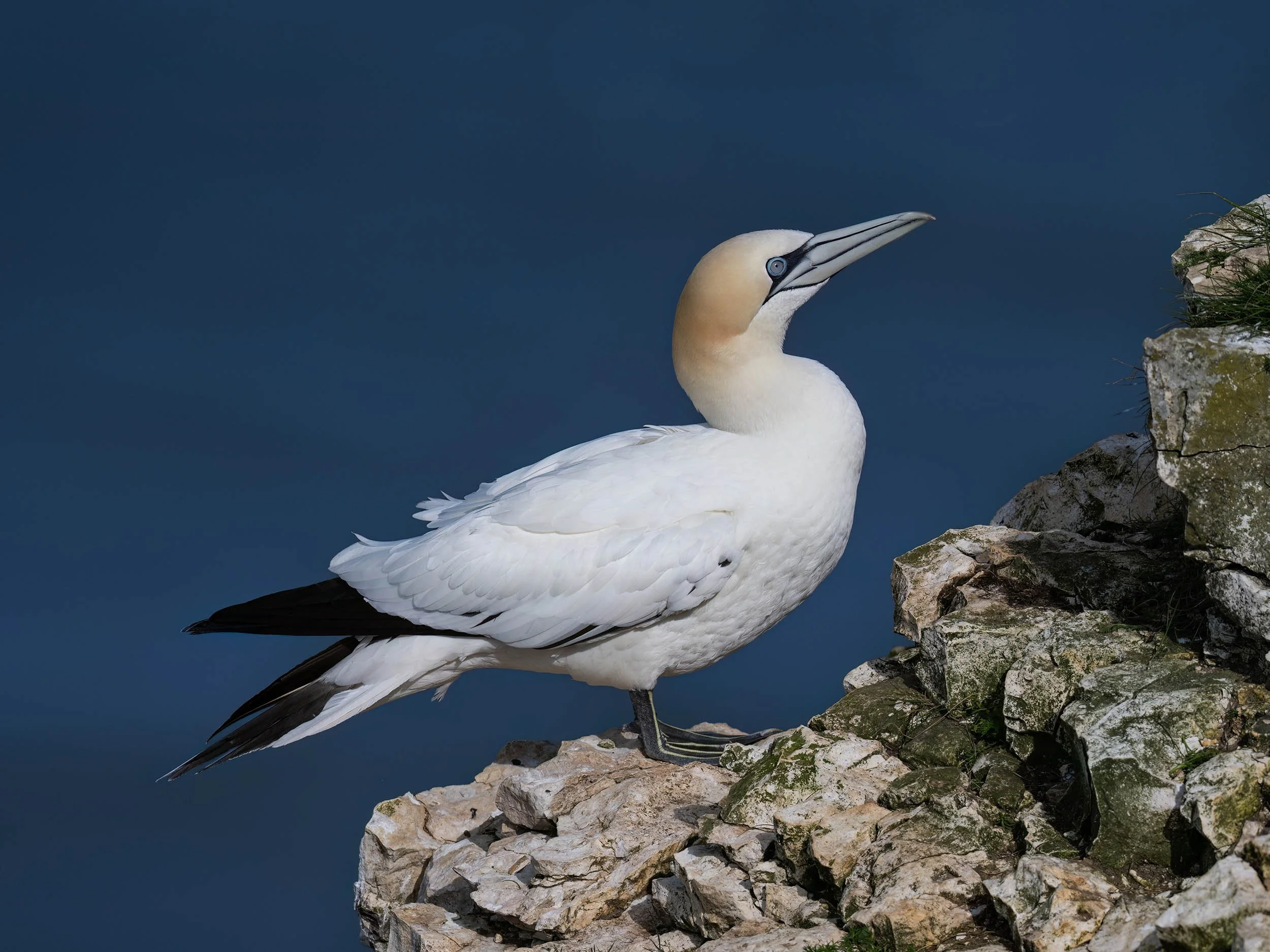 Northern Gannet | RSPB Bempton Cliffs