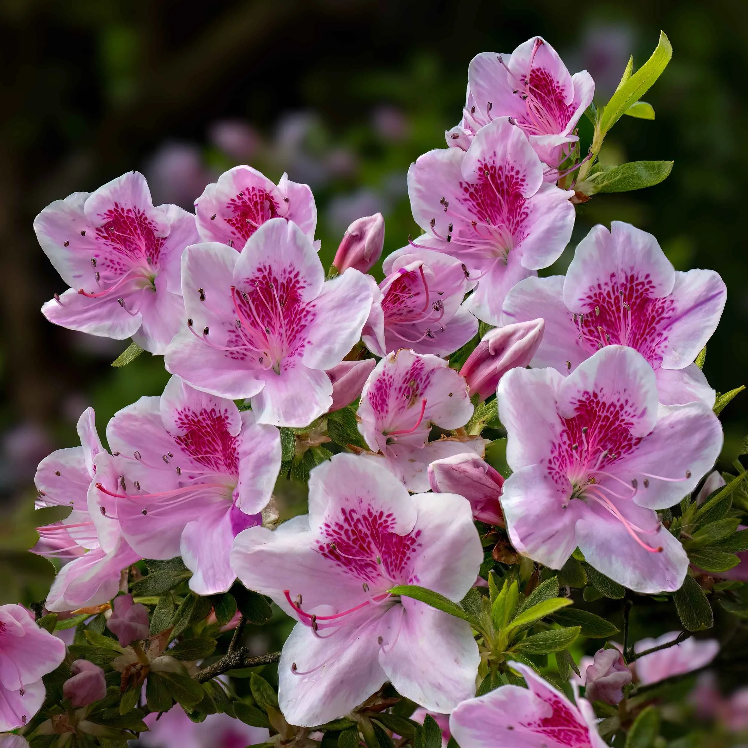 Azalea | Bodnant Gardens | North Wales