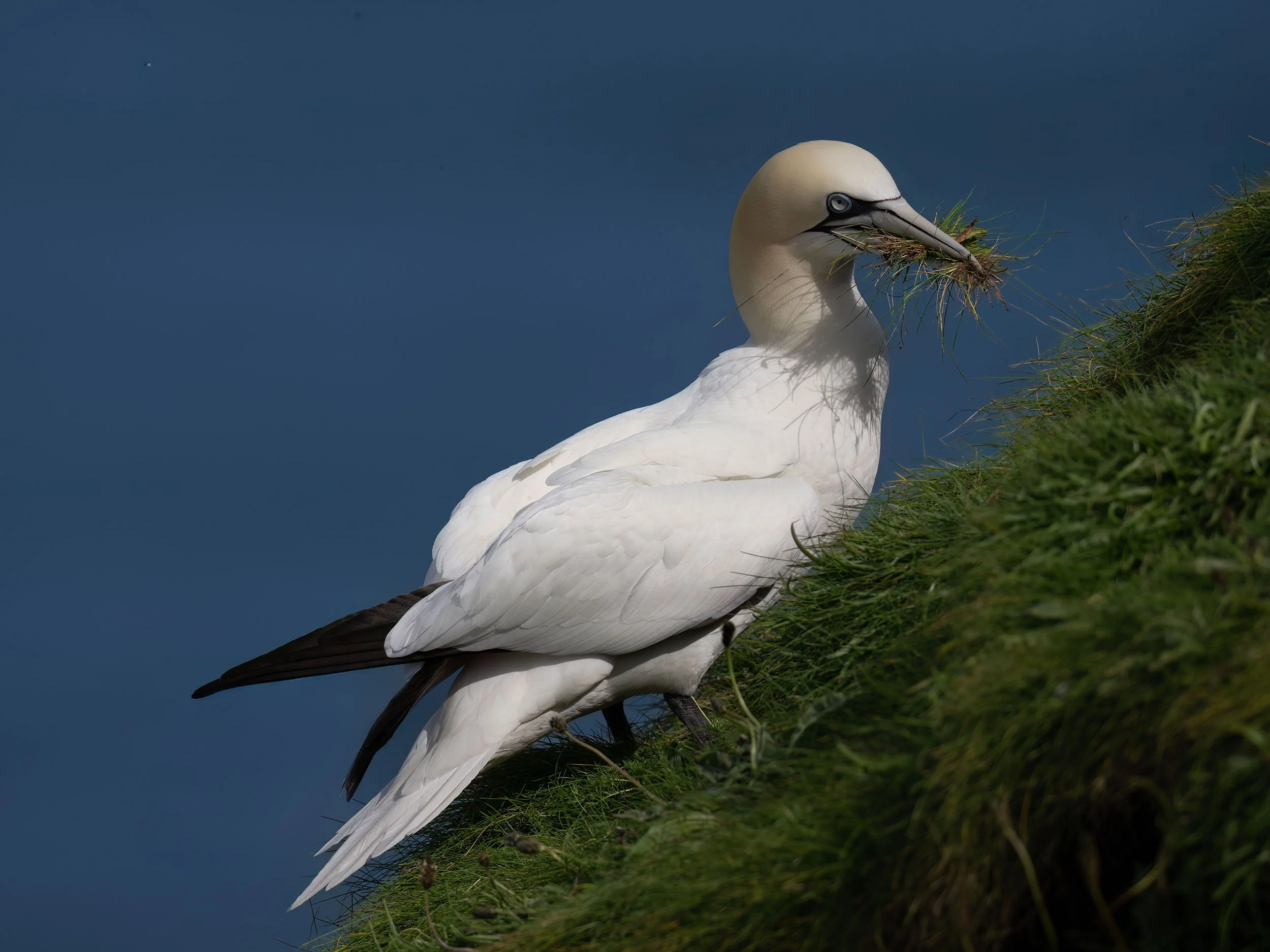 Northern Gannet | RSPB Bempton Cliffs