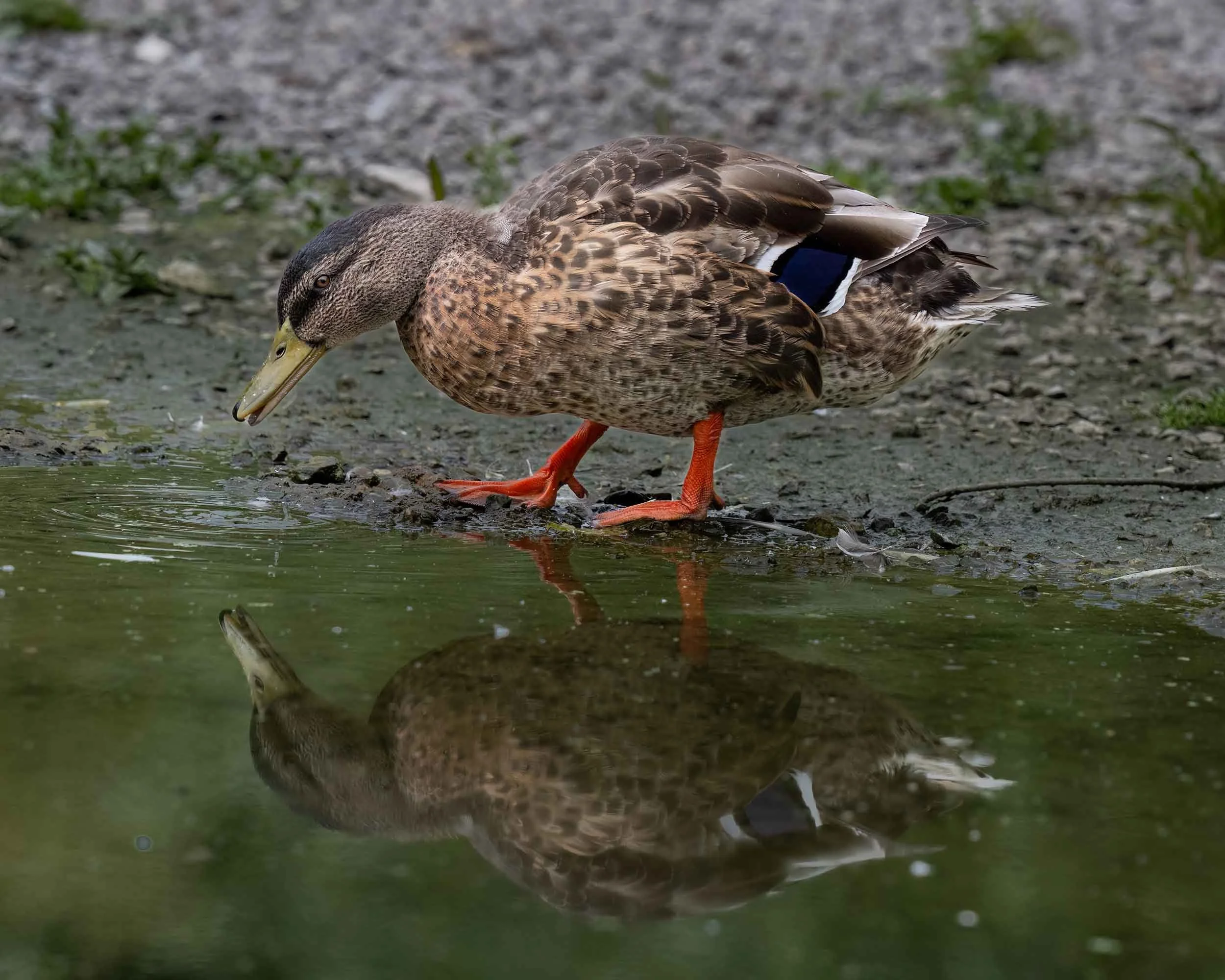 Female Mallard | Slimbridge WWT