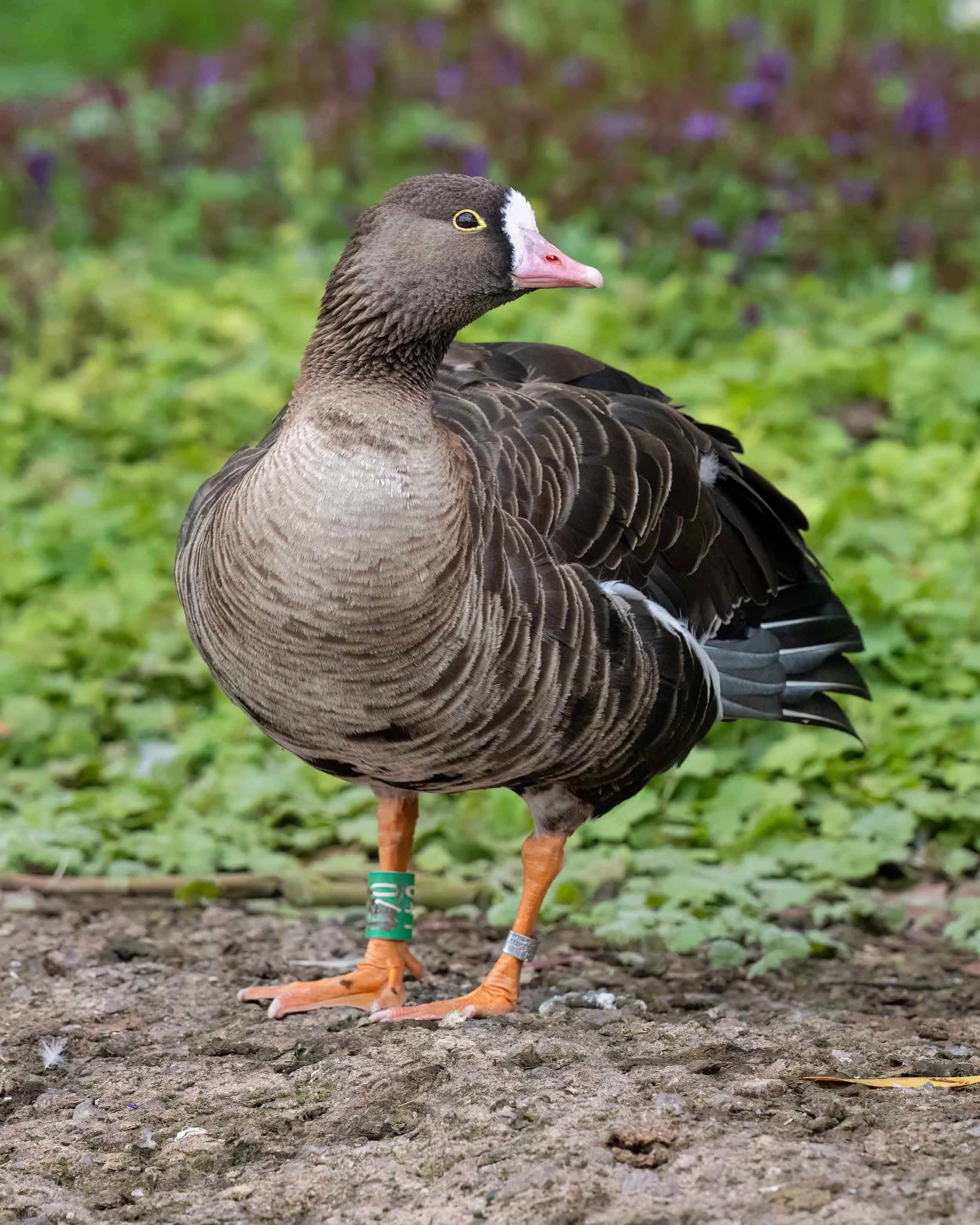 Lesser White-fronted Goose | Slimbridge WWT