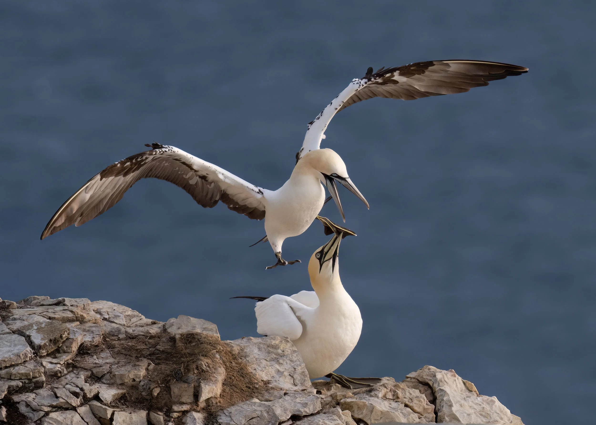 Northern Gannets | RSPB Bempton Cliffs
