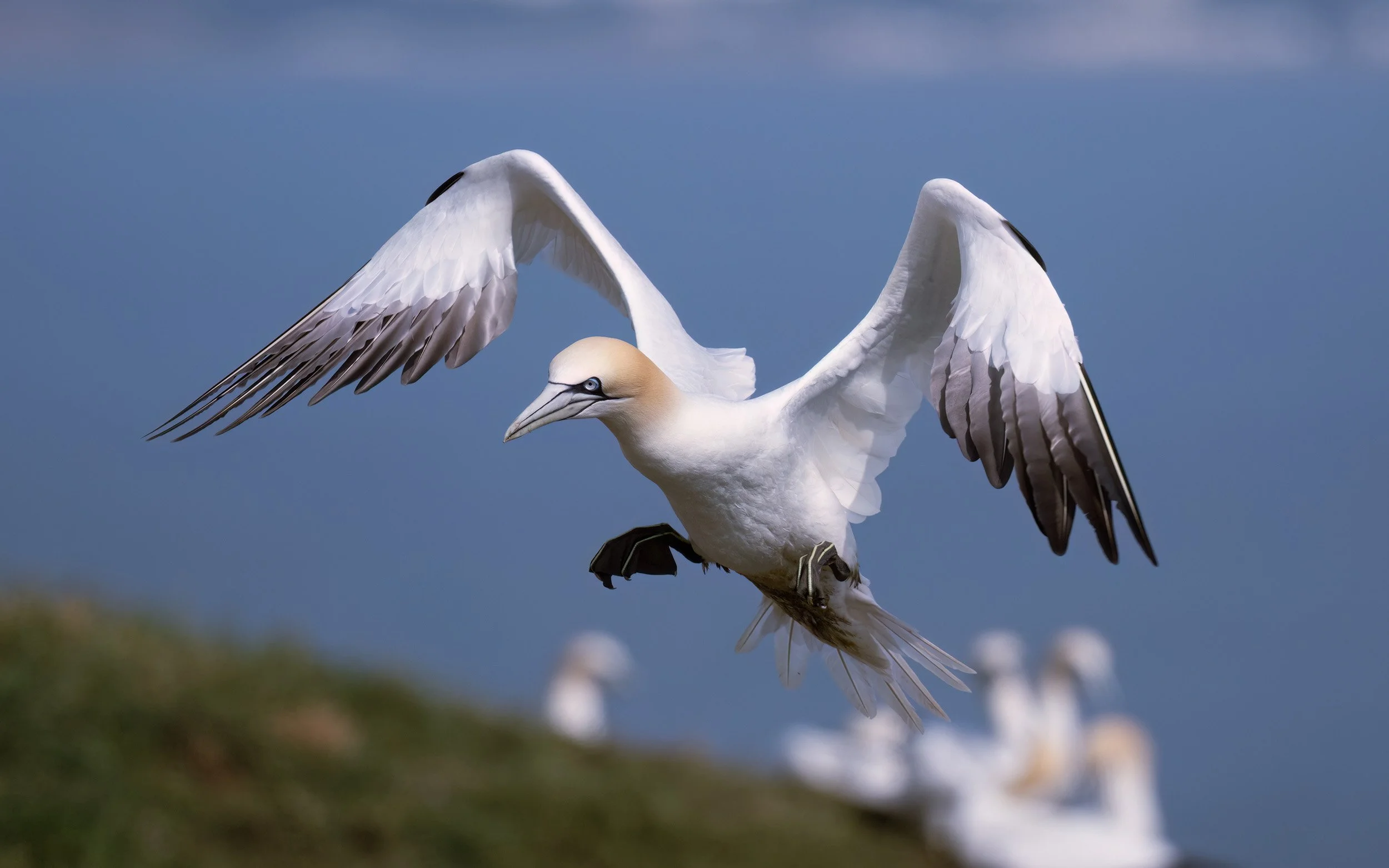 Northern Gannet | RSPB Bempton Cliffs