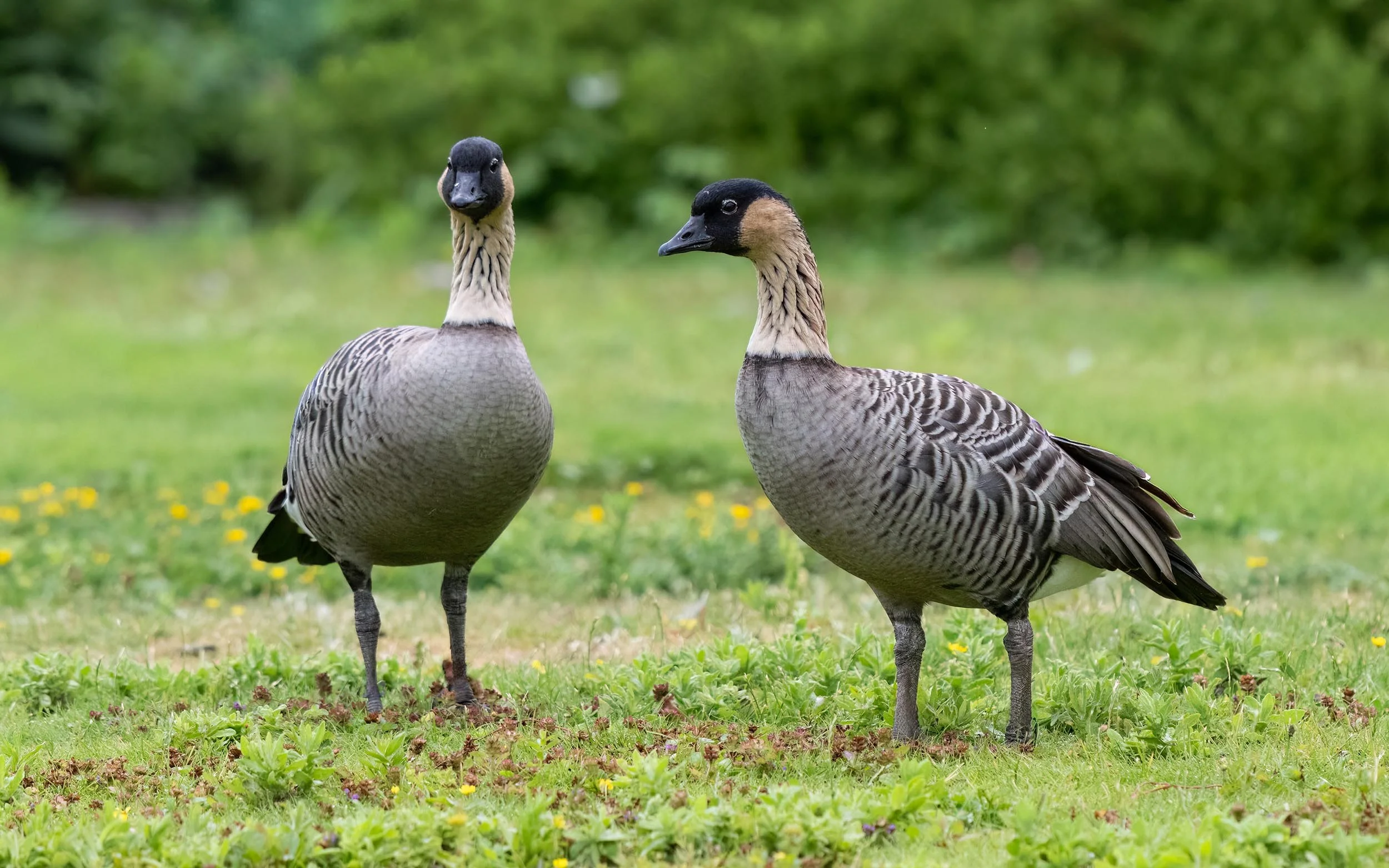Nenes | Slimbridge WWT