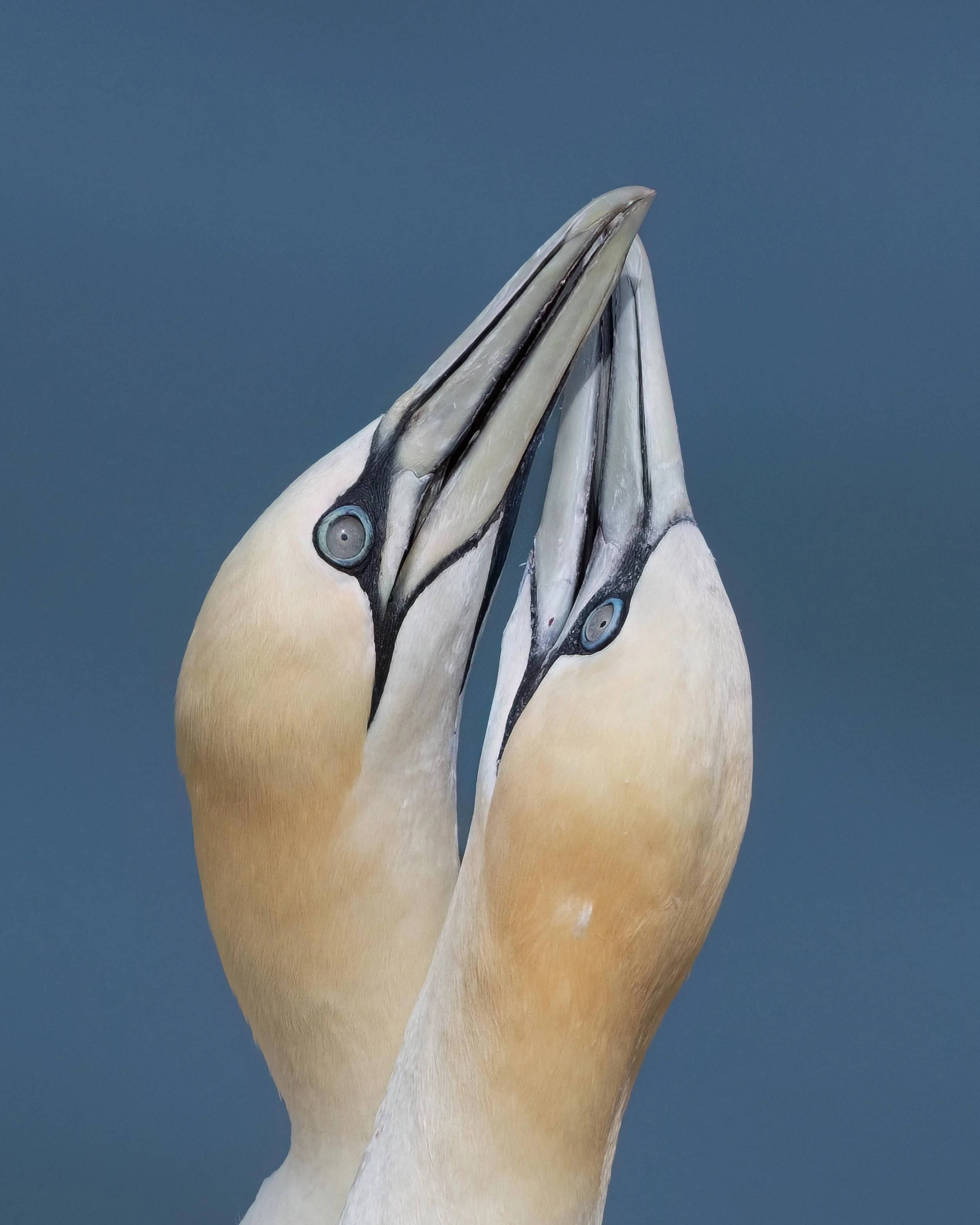 Northern Gannets | RSPB Bempton Cliffs