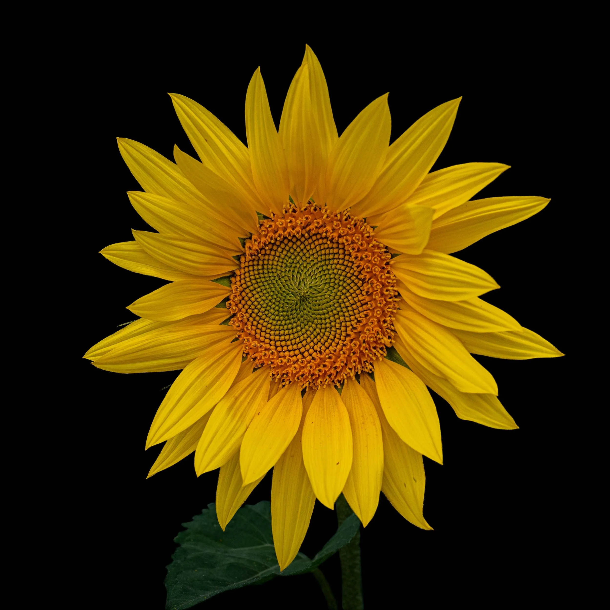 Sunflower | Barlow | England