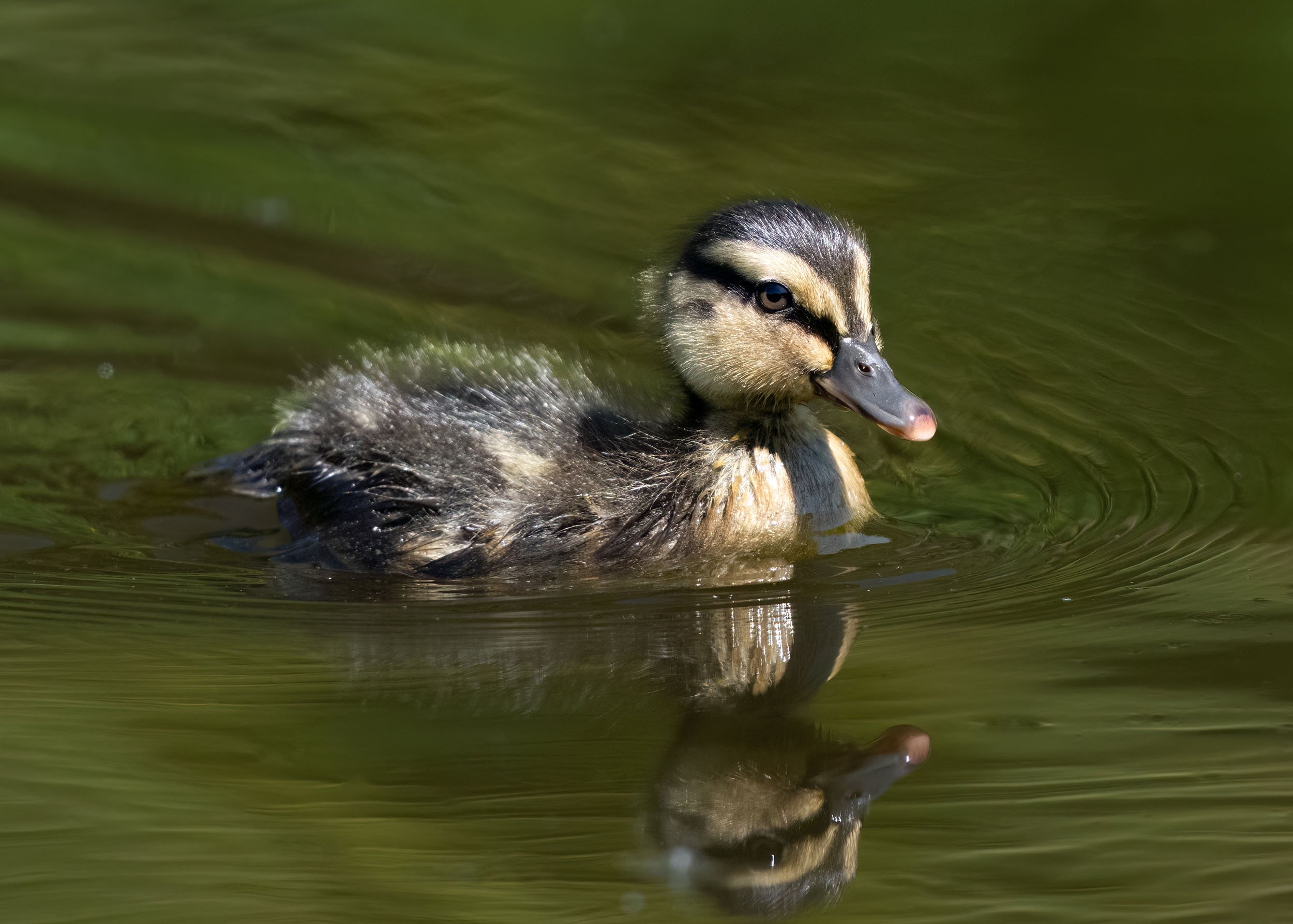 Mallard Duckling | Martin Mere WWT