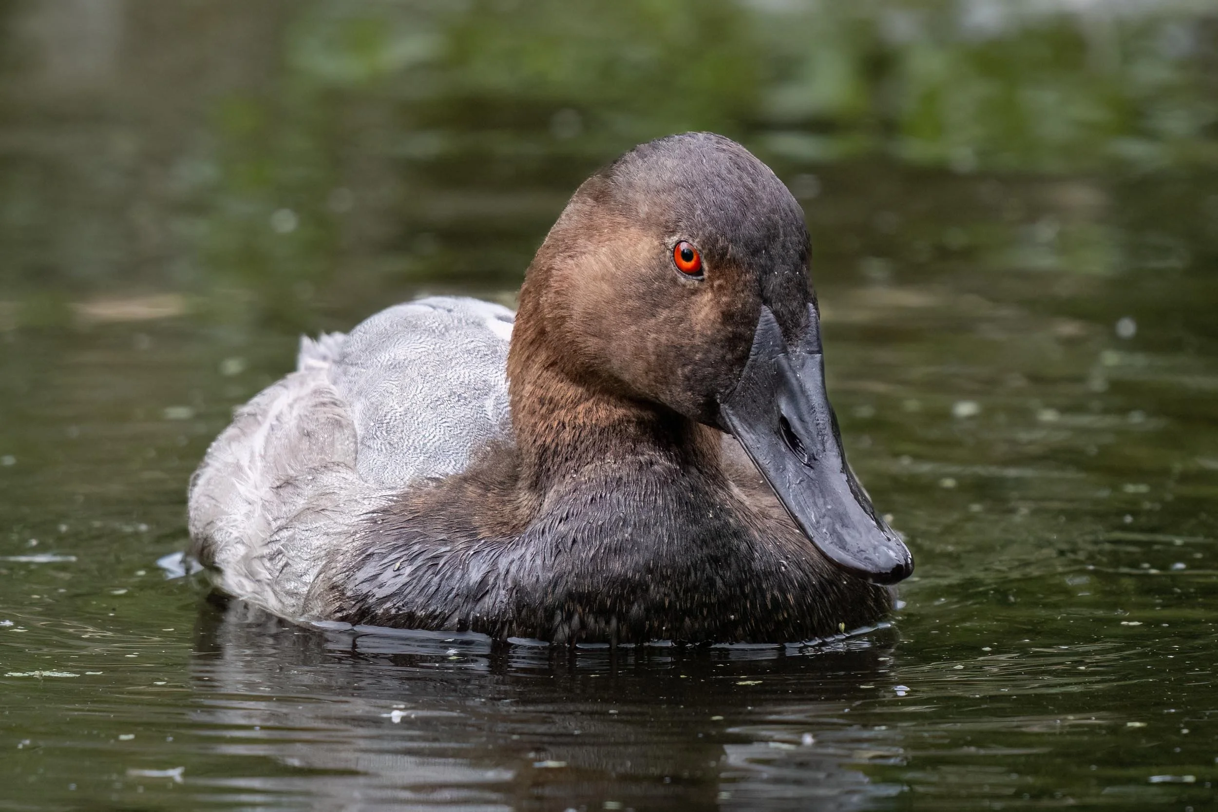 Canvasback Duck | Slimbridge WWT