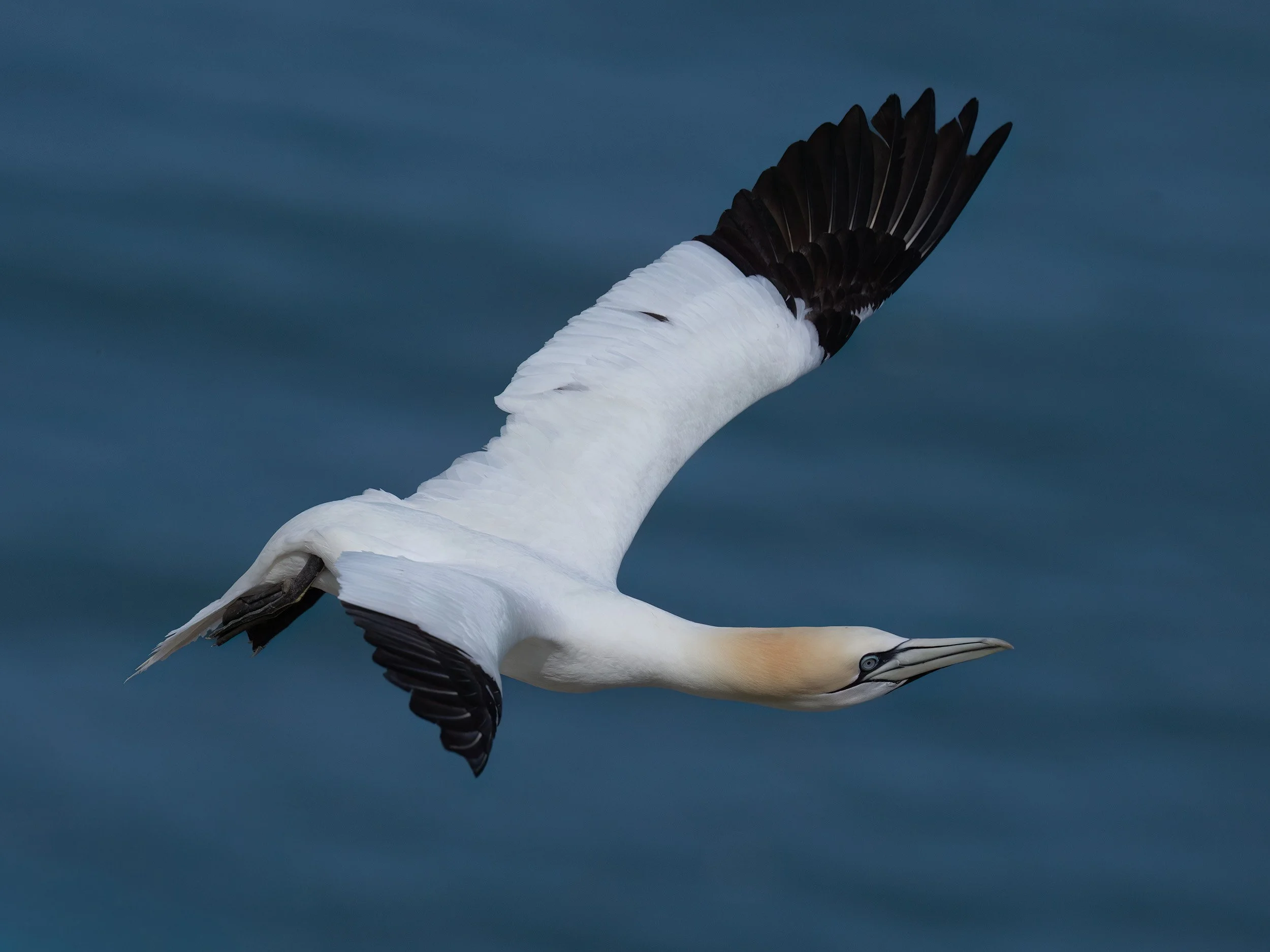 Northern Gannet | RSPB Bempton Cliffs