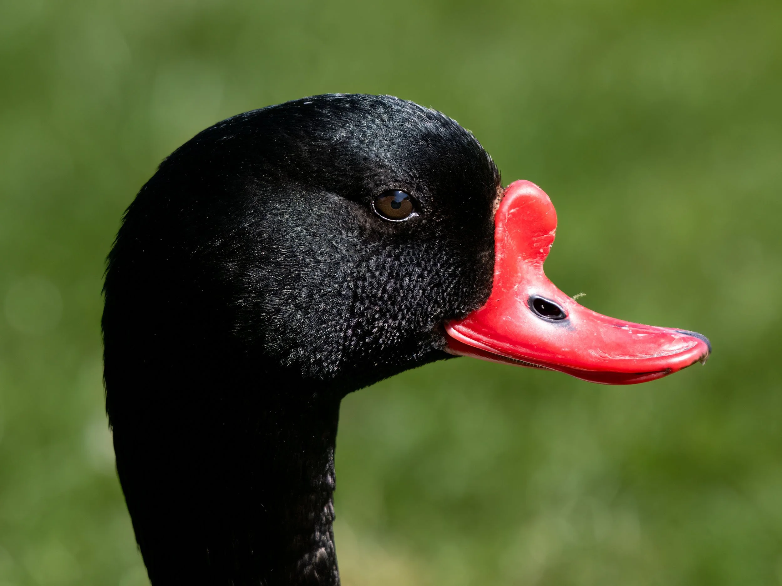 Shelduck | Martin Mere WWT