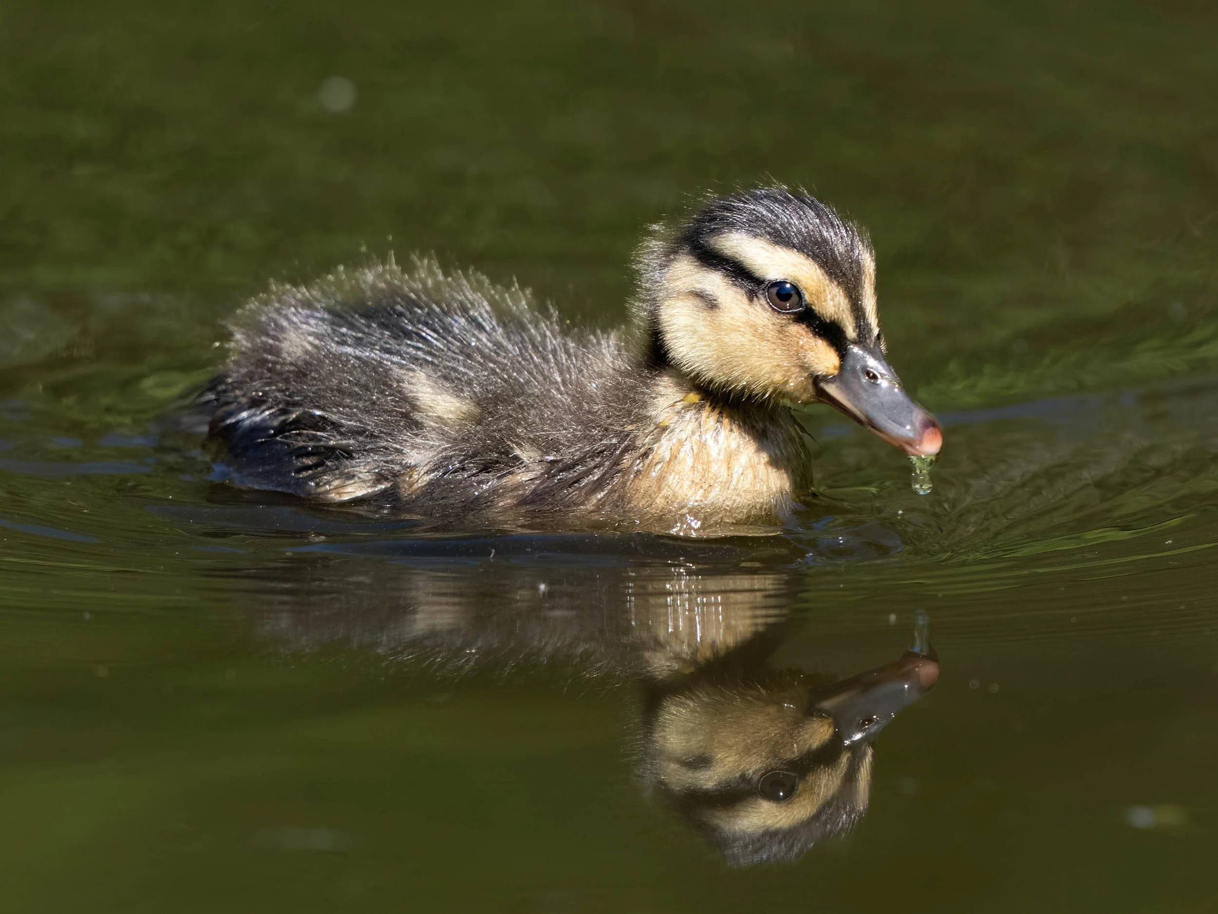 Mallard Duckling | Martin Mere WWT