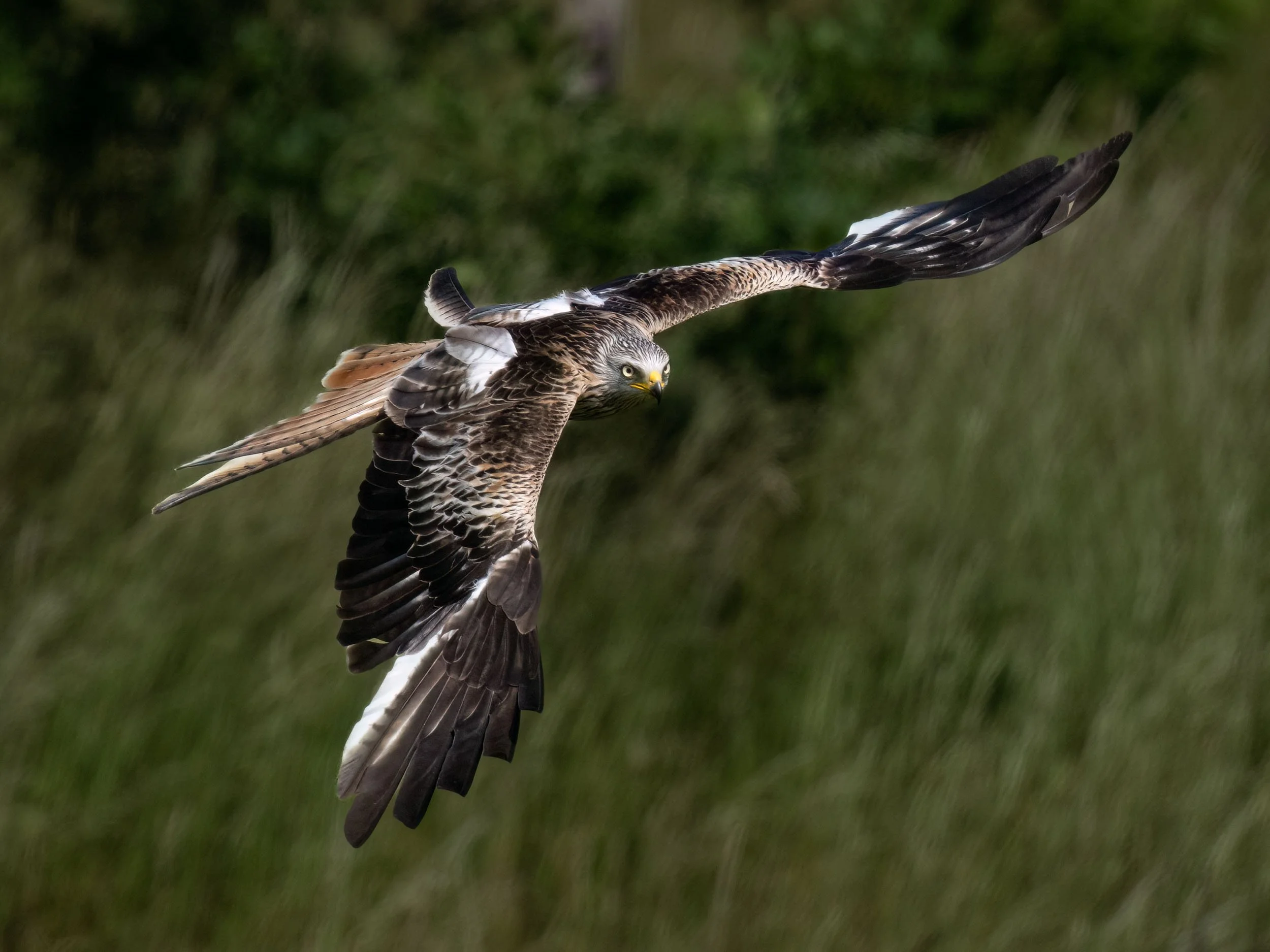 Red Kite | Gigrin Farm | Rhayader | Wales