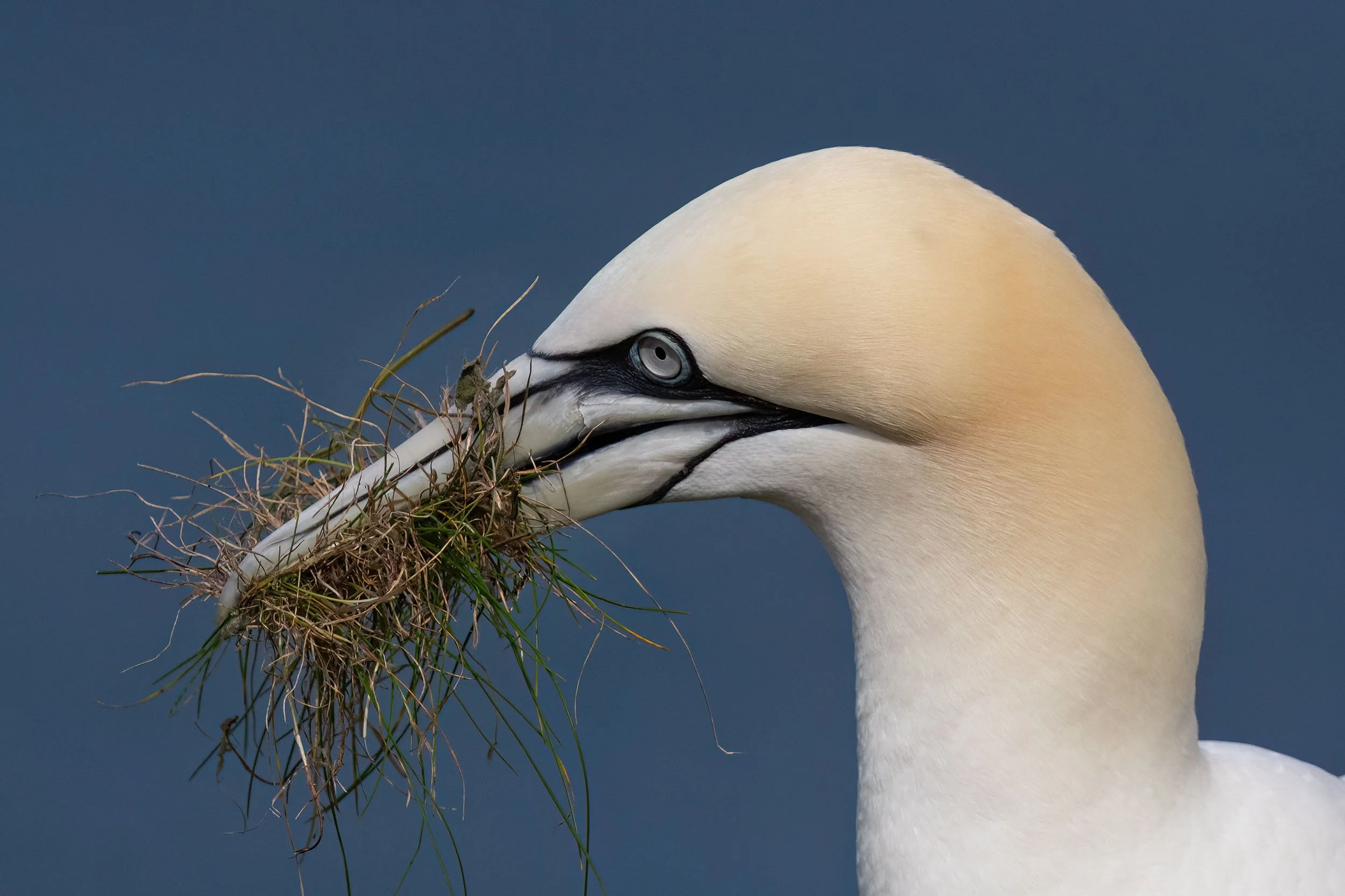 Northern Gannet | RSPB Bempton Cliffs