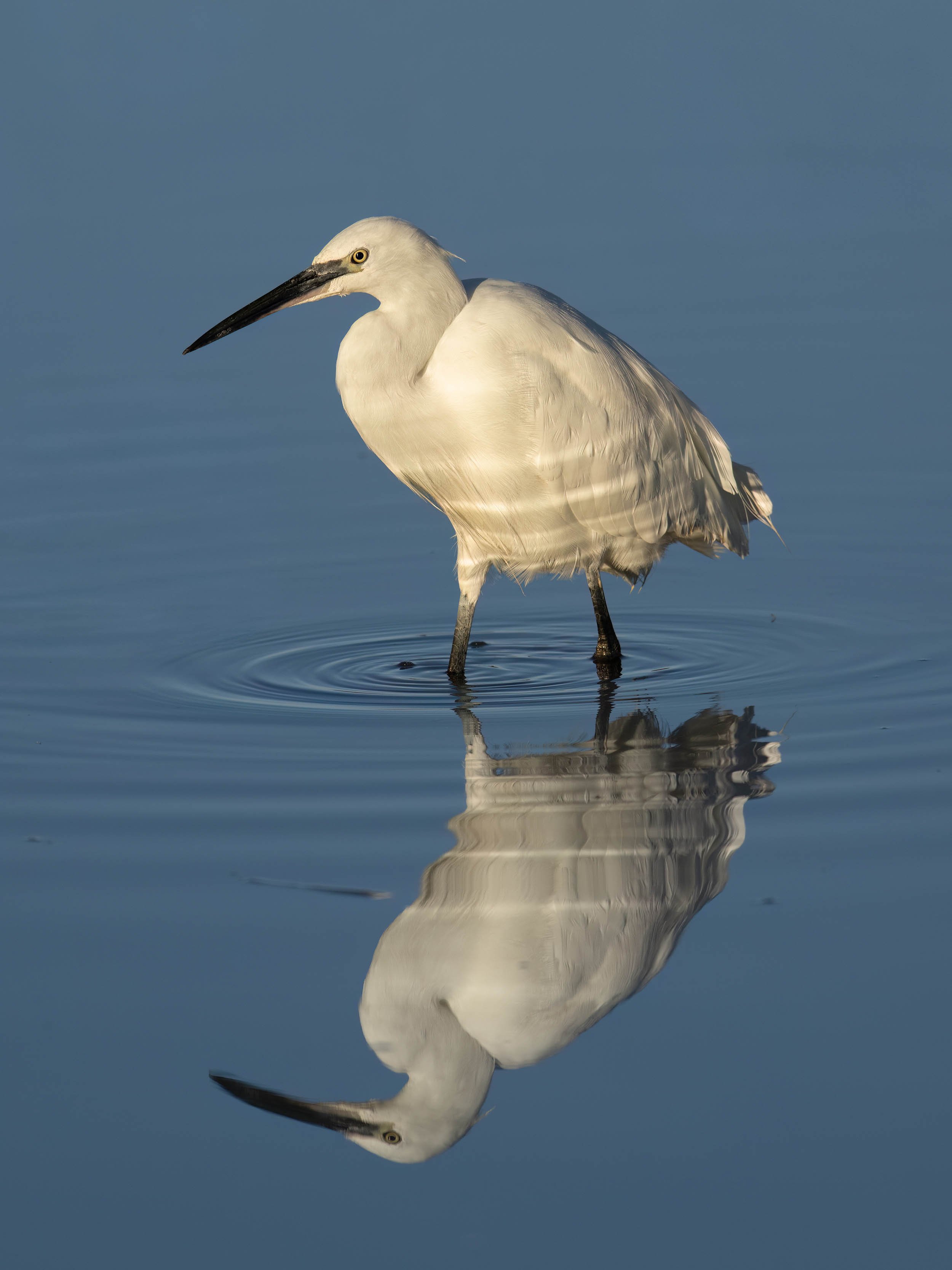 Little Egret | RSPB Leighton Moss