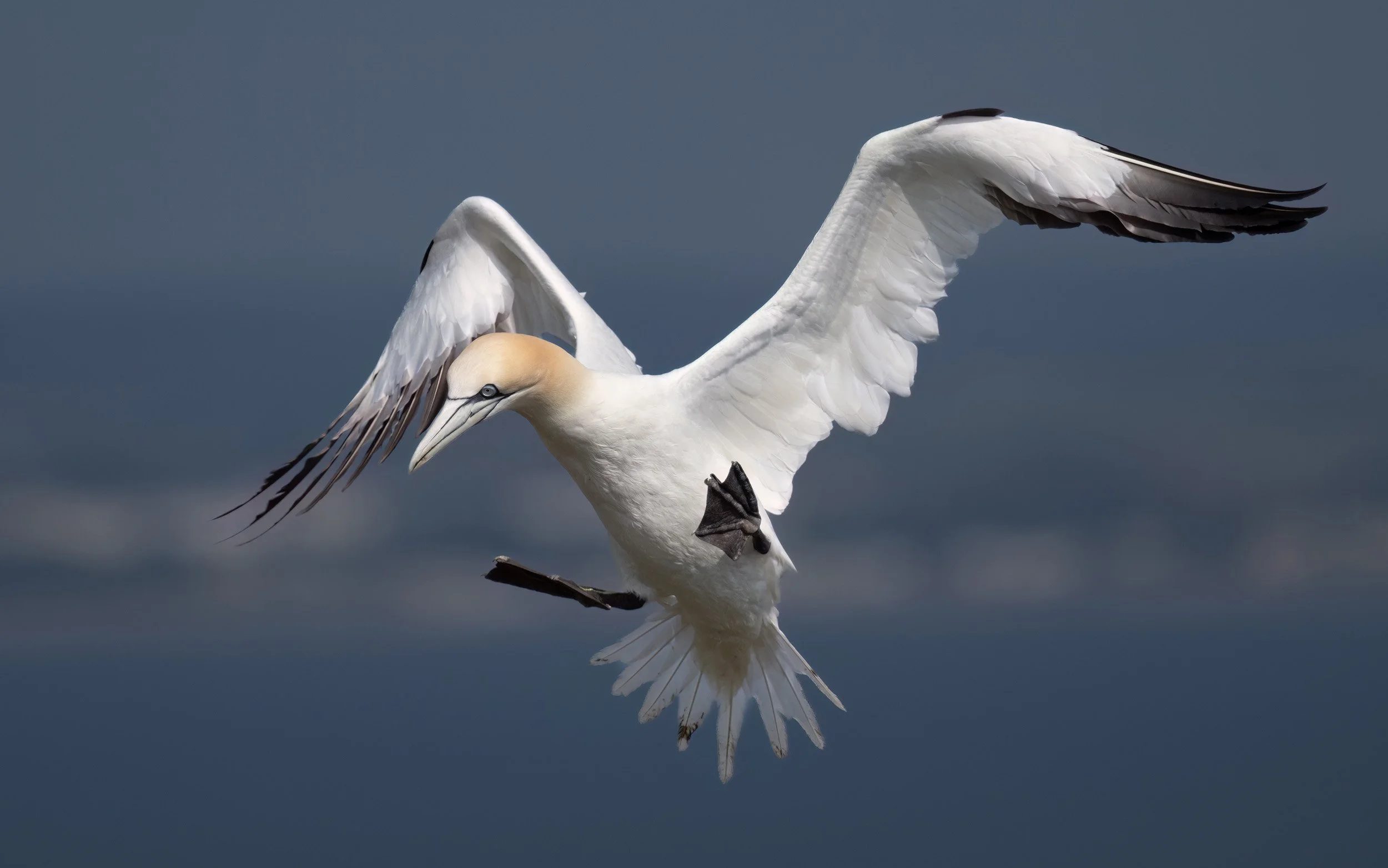 Northern Gannet | RSPB Bempton Cliffs