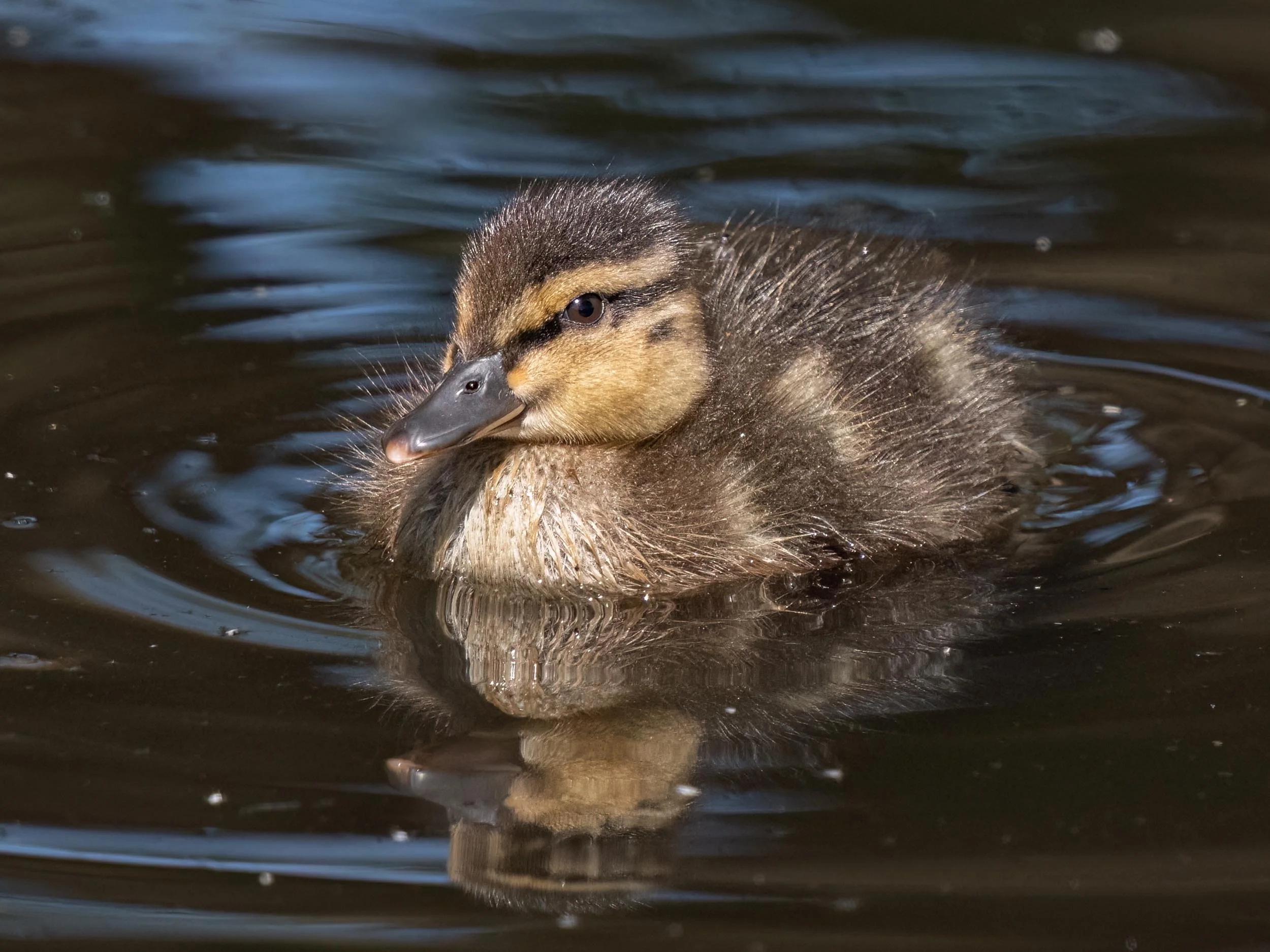 Mallard Duckling | Martin Mere WWT