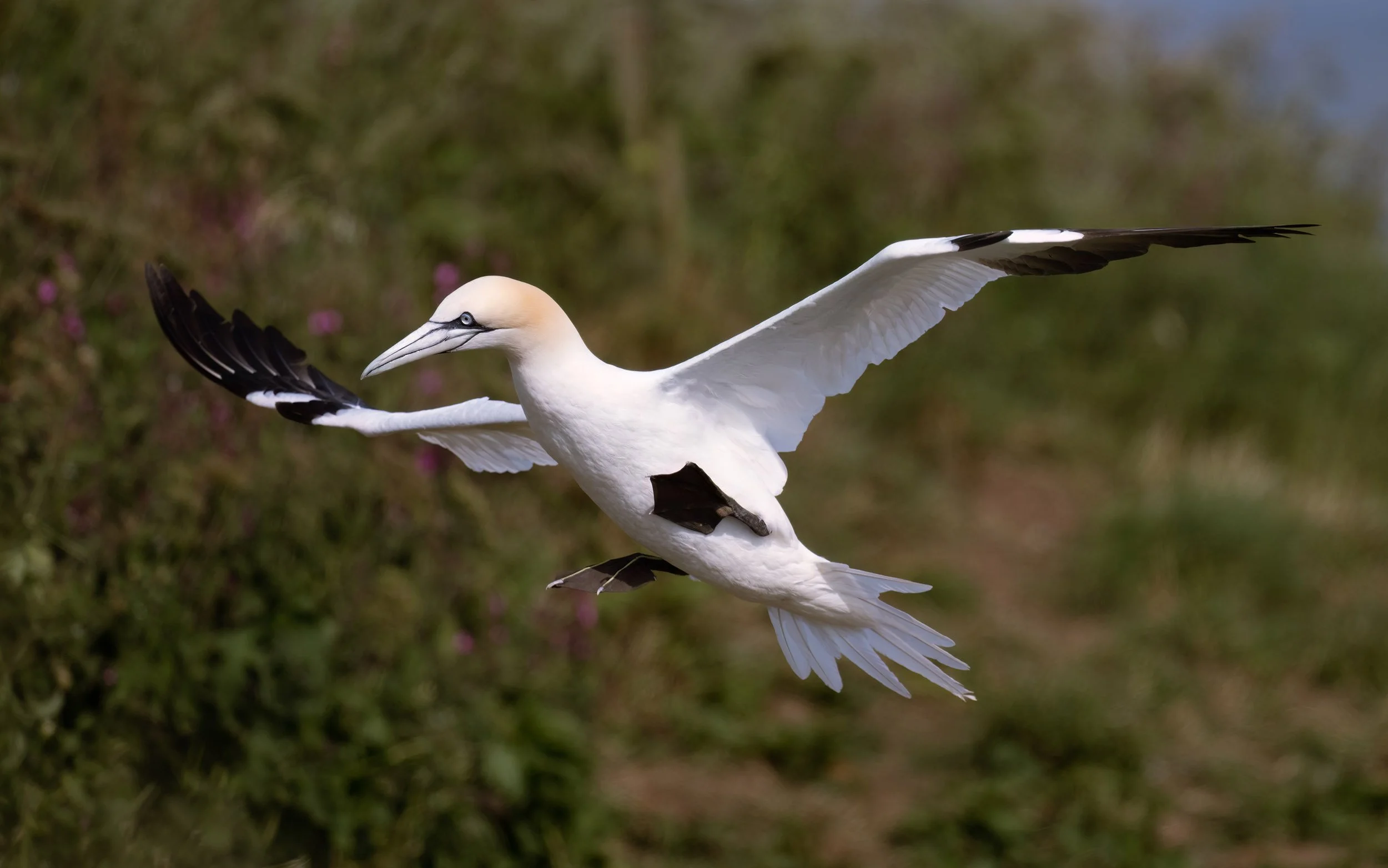 Northern Gannet | RSPB Bempton Cliffs