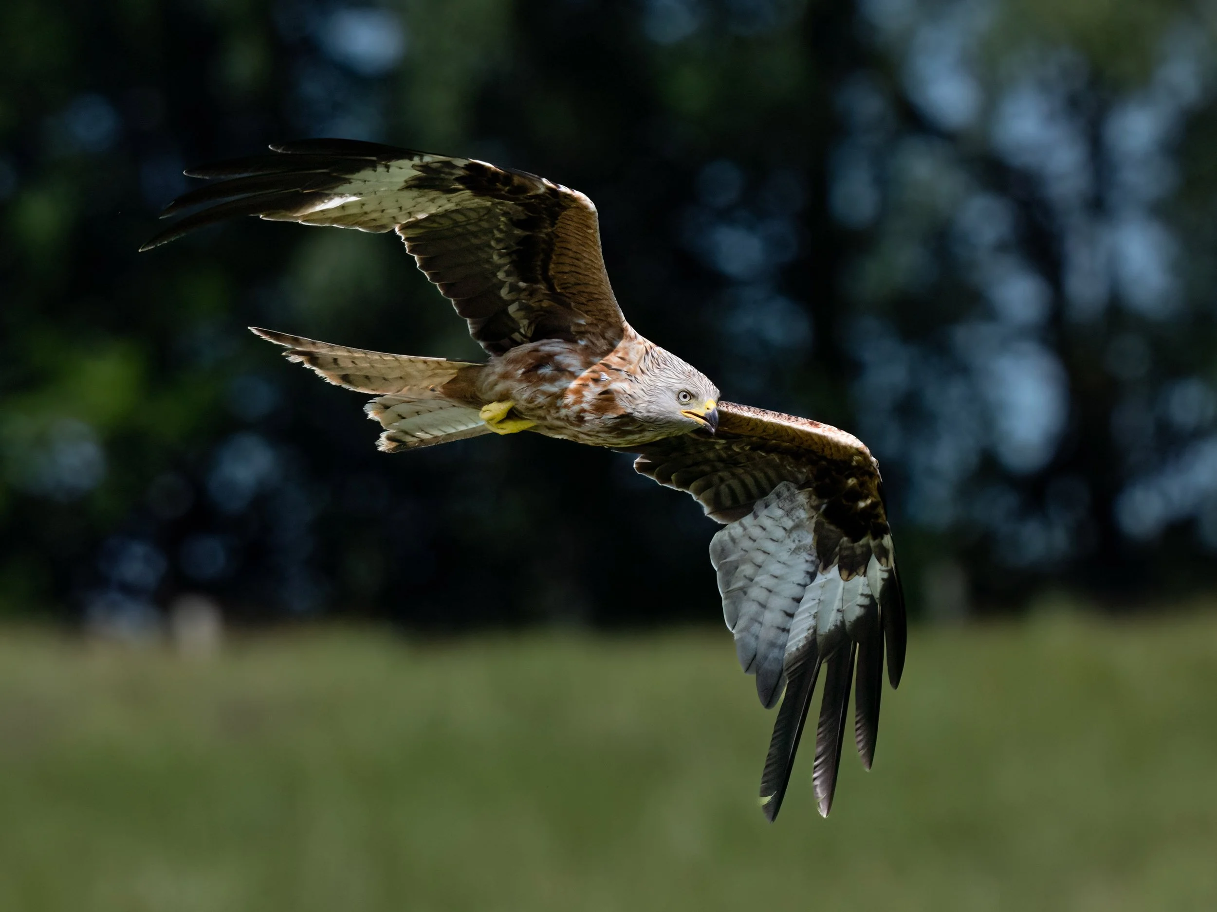 Red Kite | Gigrin Farm | Rhayader | Wales