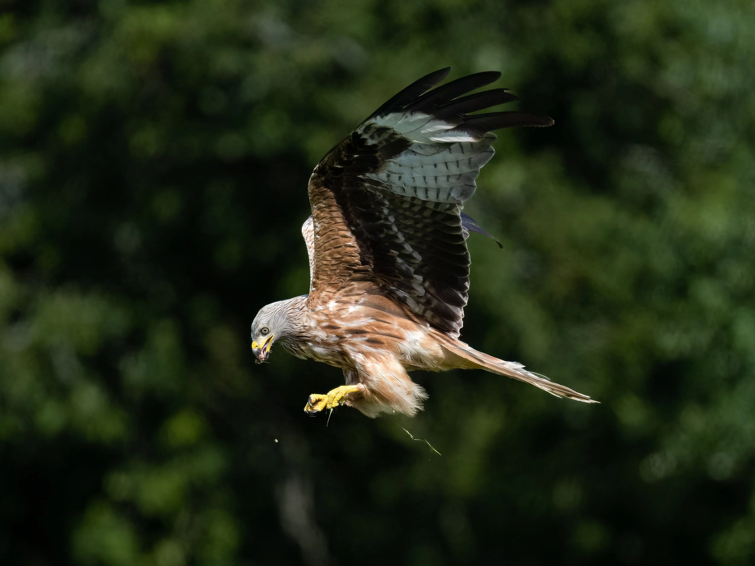 Red Kite | Gigrin Farm | Rhayader | Wales