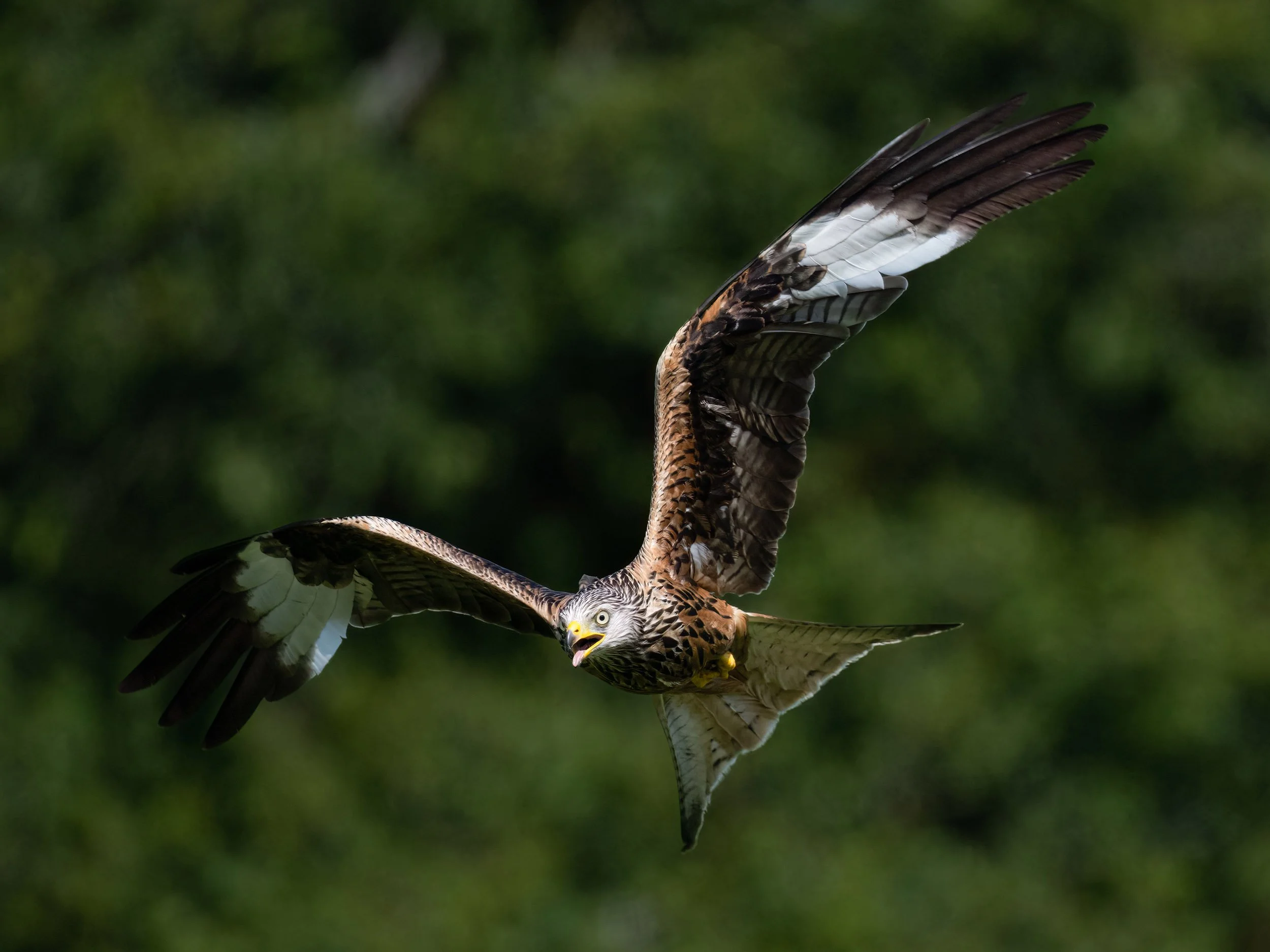 Red Kite | Gigrin Farm | Rhayader | Wales