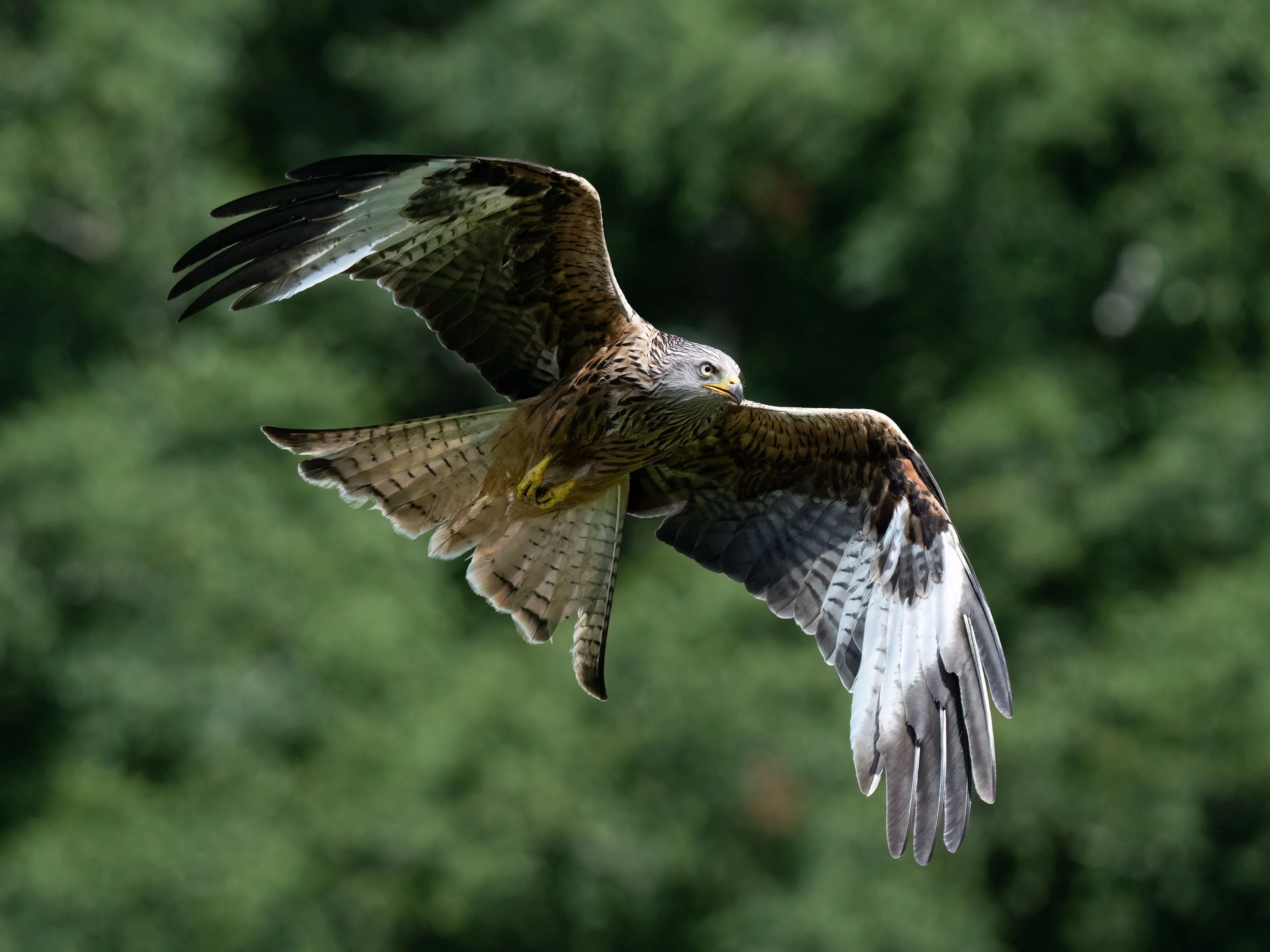 Red Kite | Gigrin Farm | Rhayader | Wales