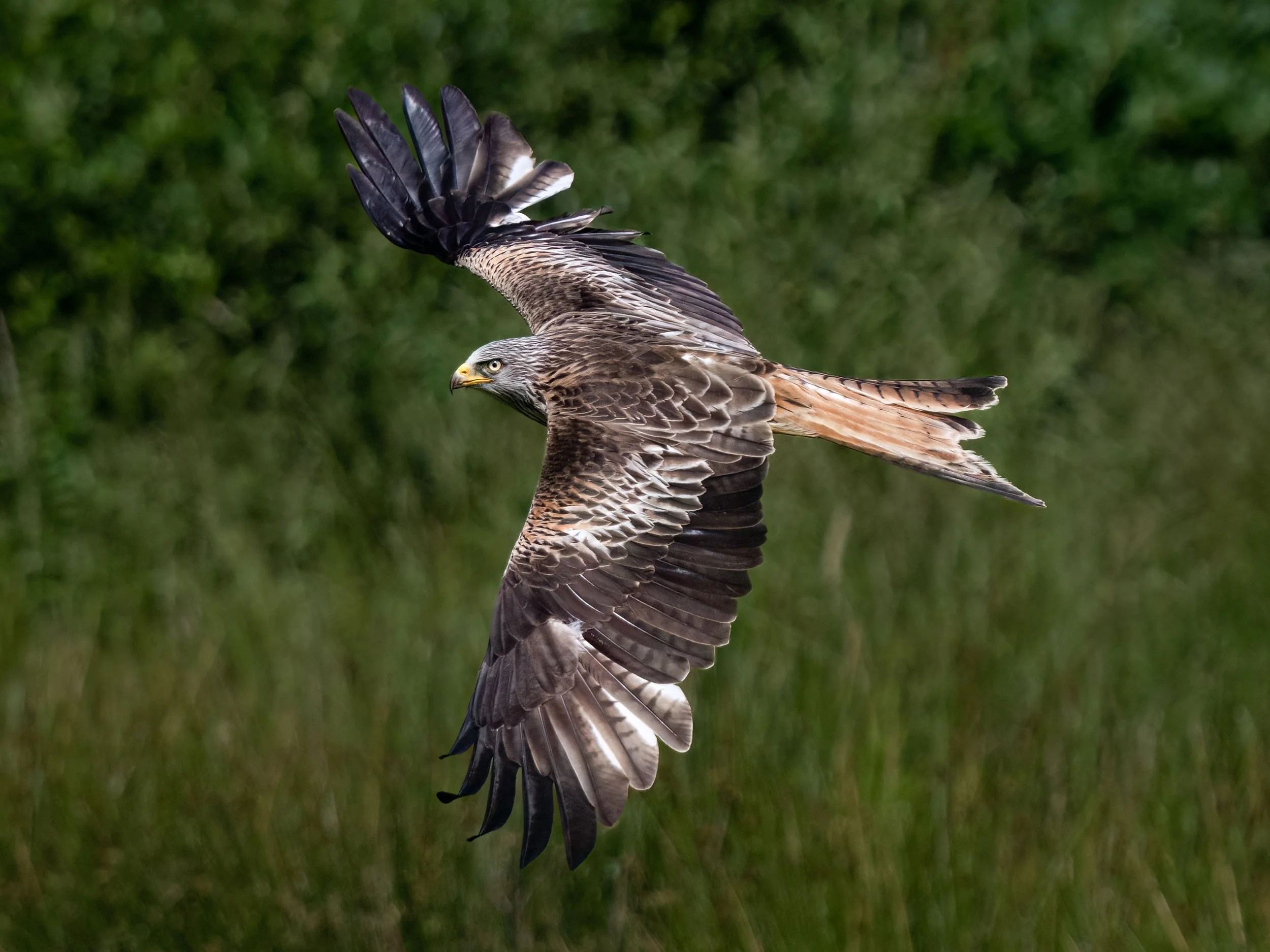 Red Kite | Gigrin Farm | Rhayader | Wales