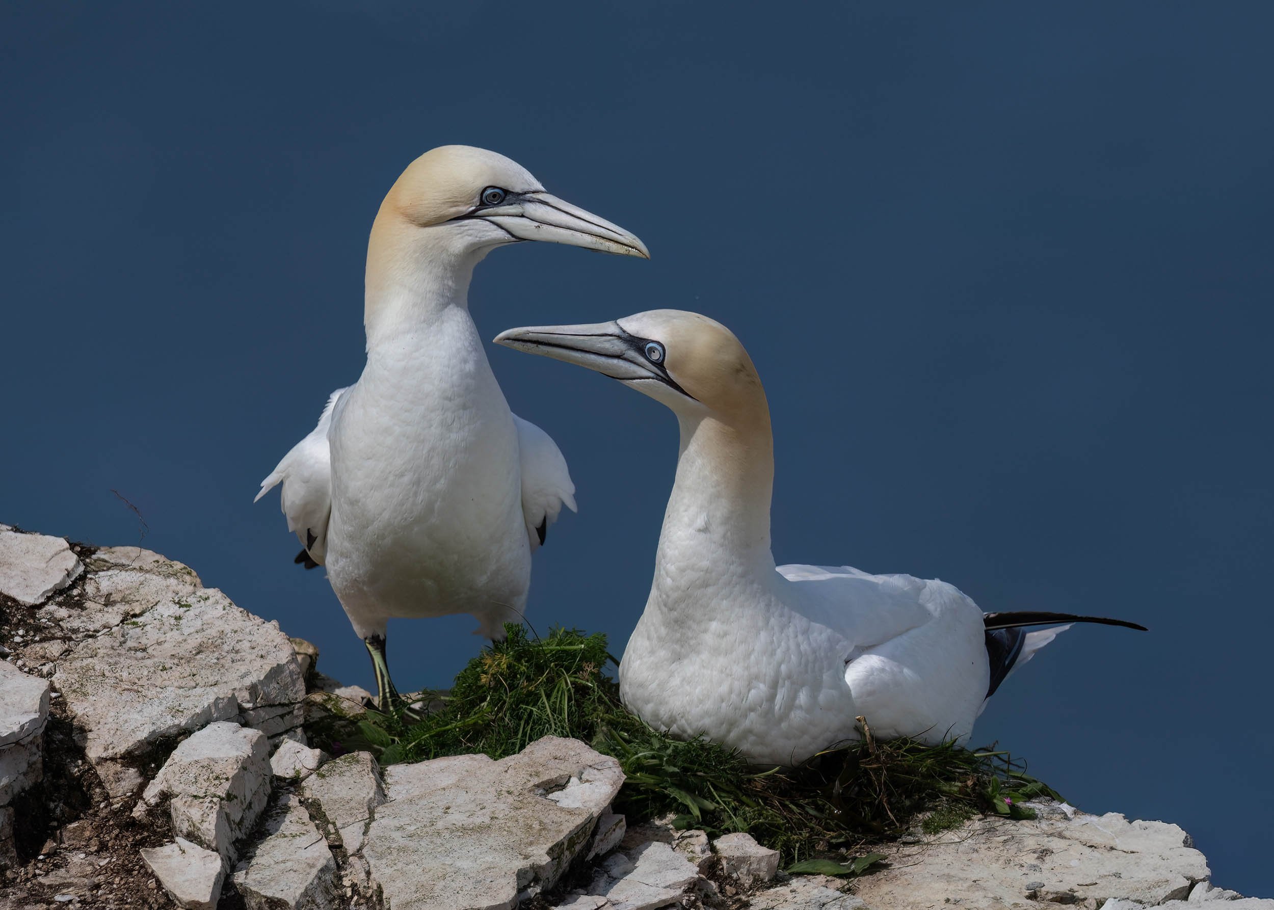Northern Gannets | RSPB Bempton Cliffs