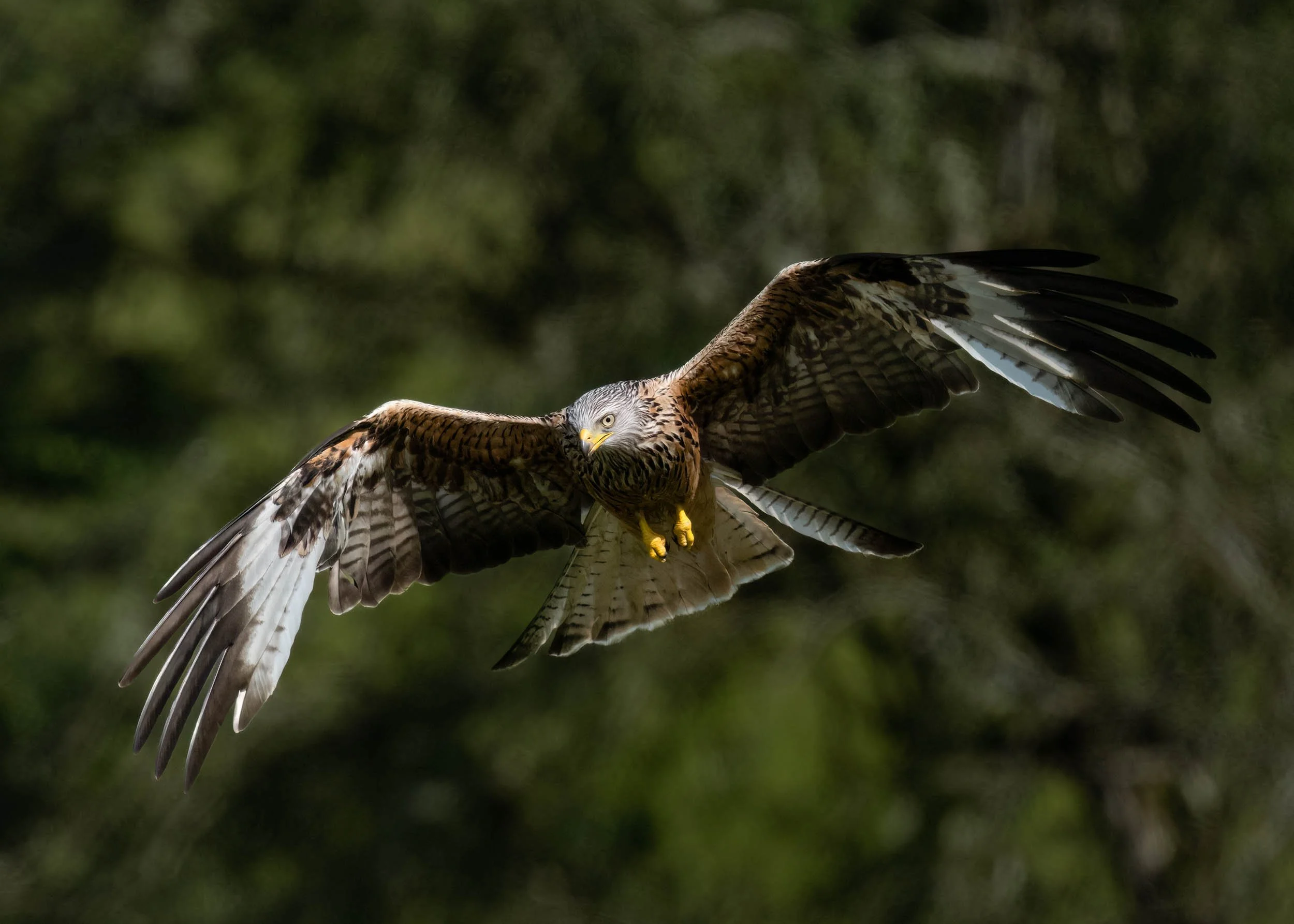 Red Kite | Gigrin Farm | Rhayader | Wales