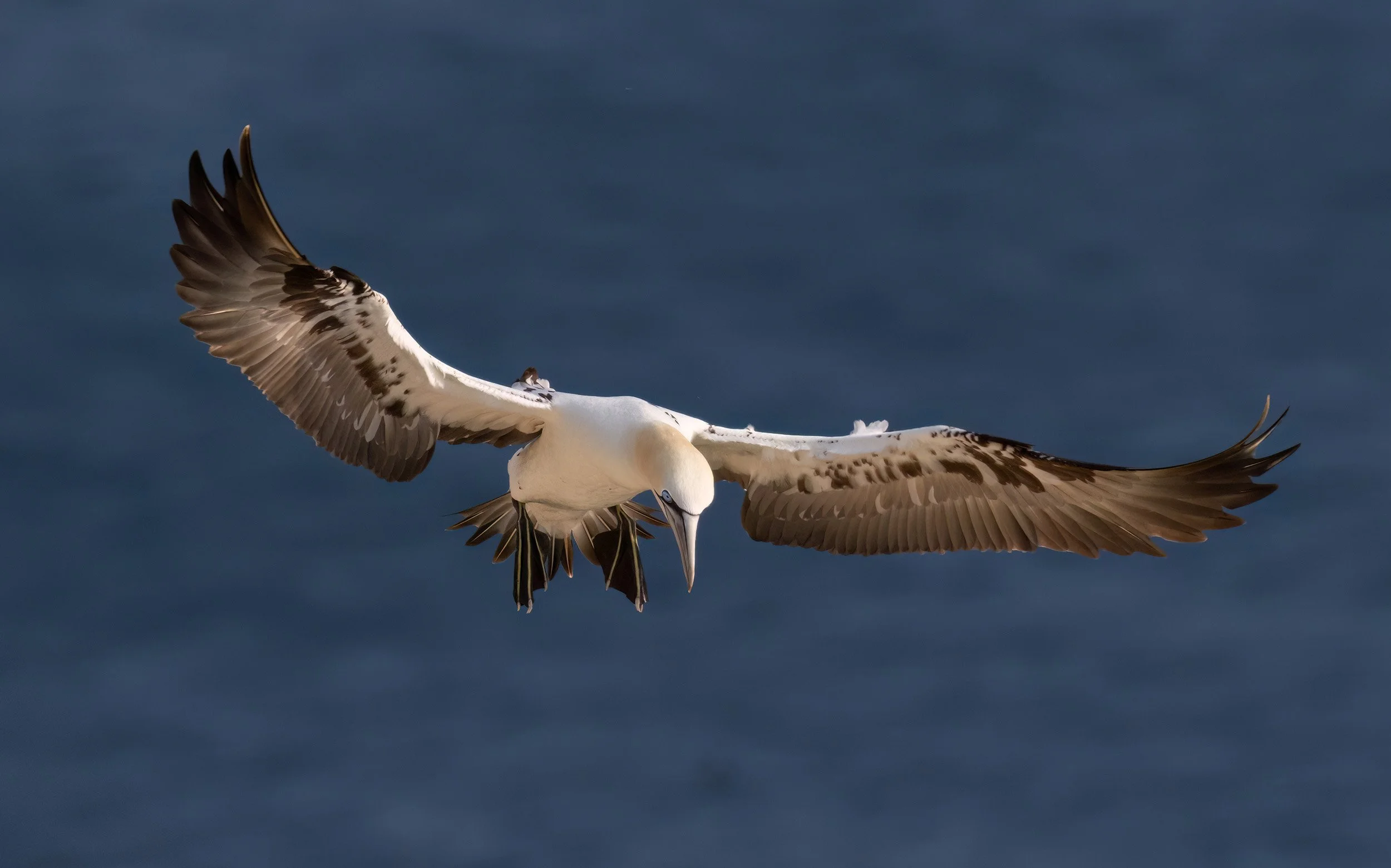 Northern Gannet | RSPB Bempton Cliffs