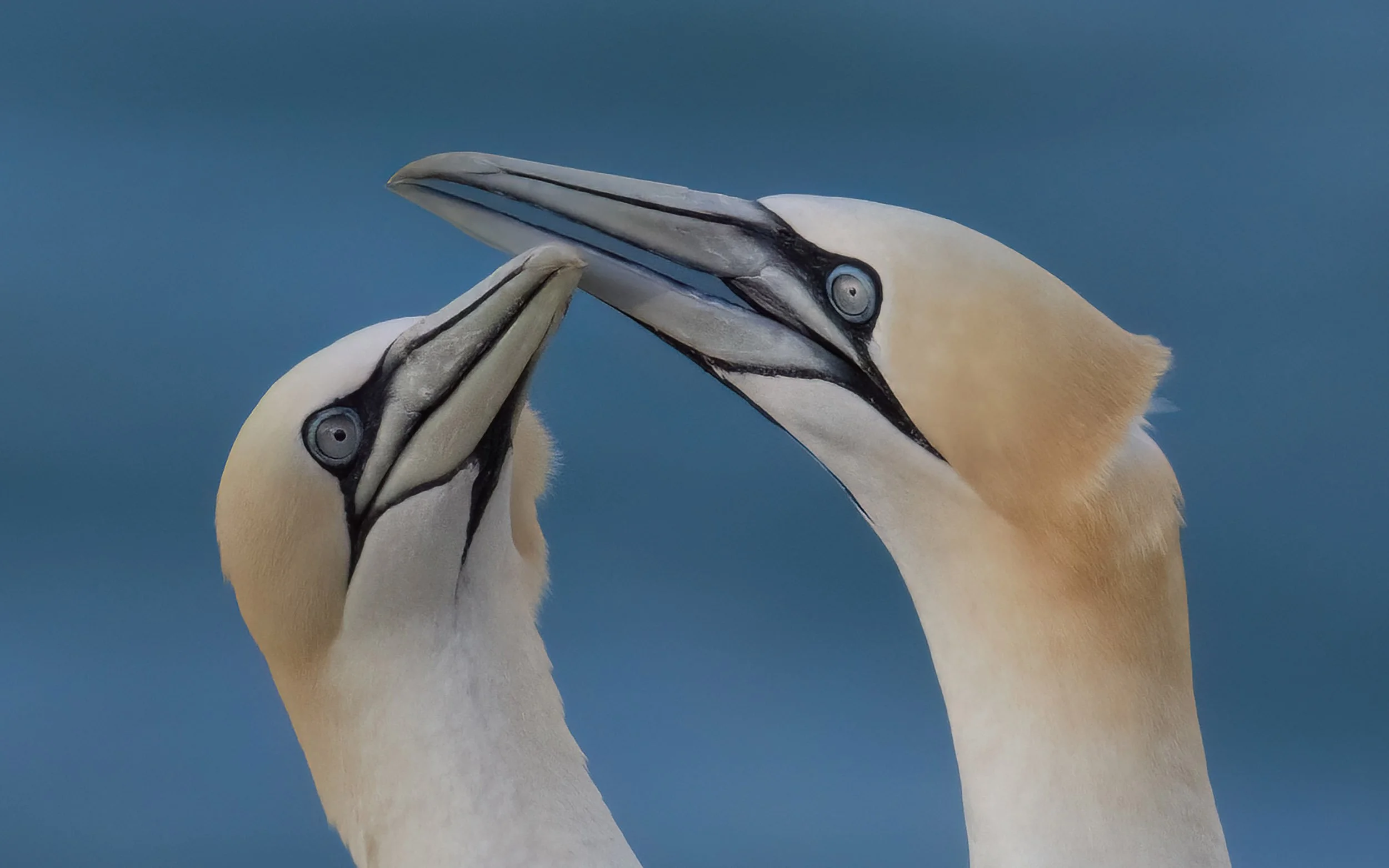 Northern Gannets | RSPB Bempton Cliffs