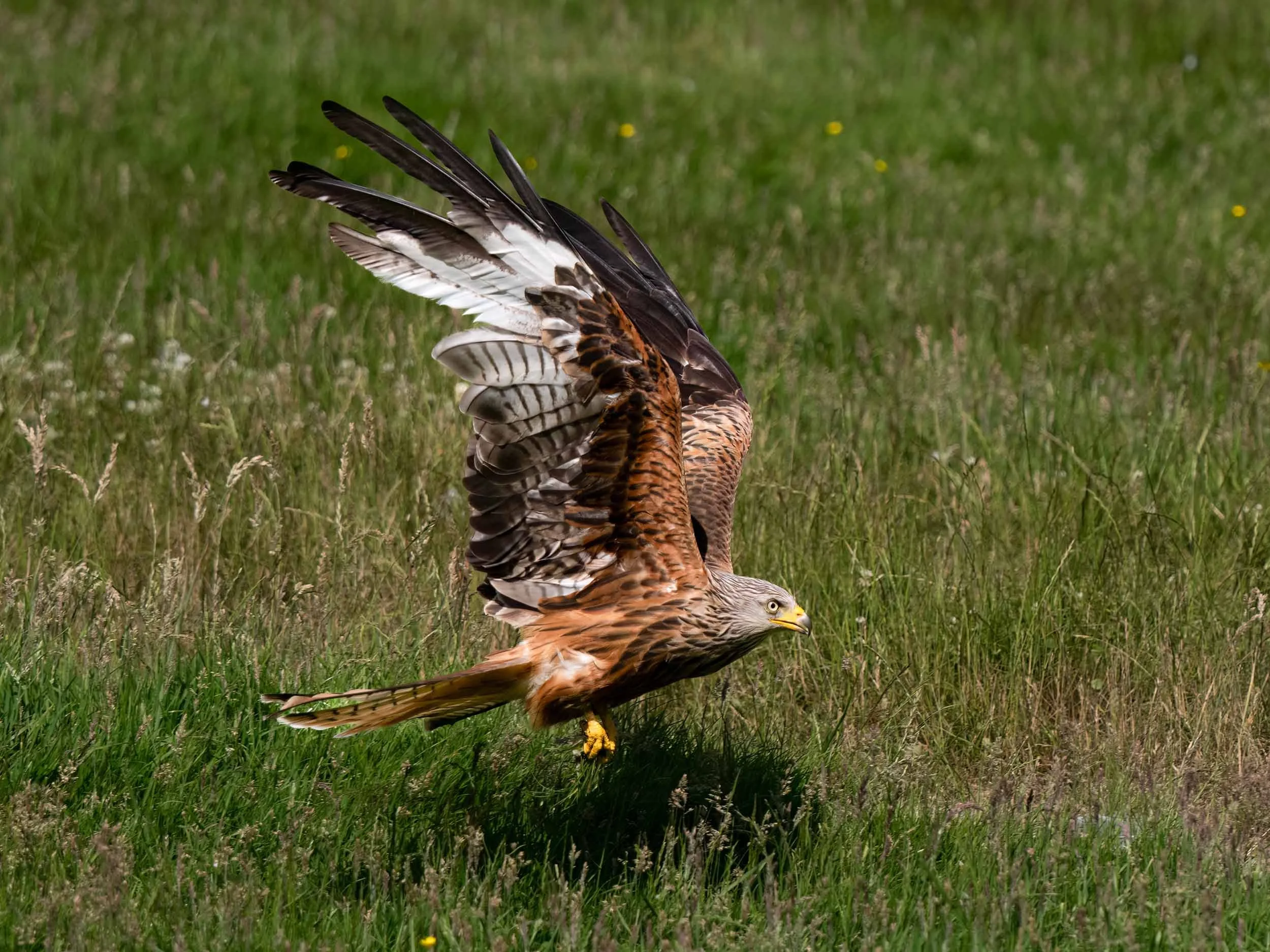 Red Kite | Gigrin Farm | Rhayader | Wales