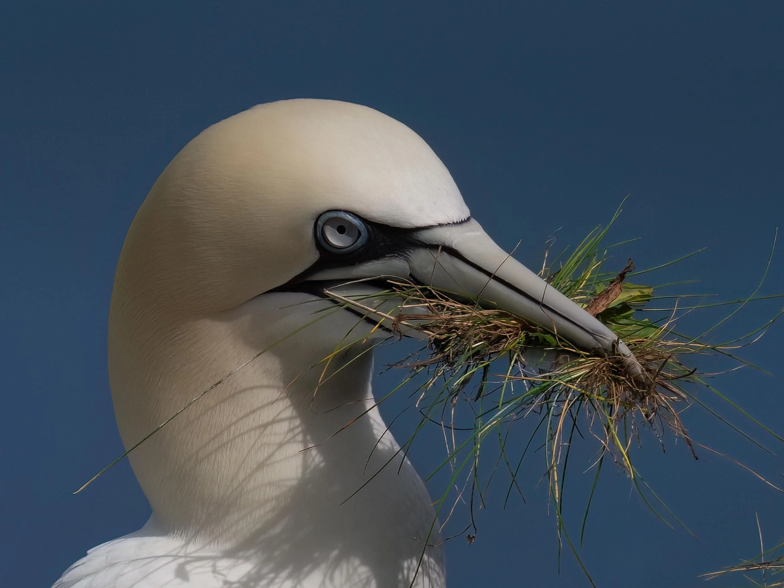 Northern Gannet | RSPB Bempton Cliffs