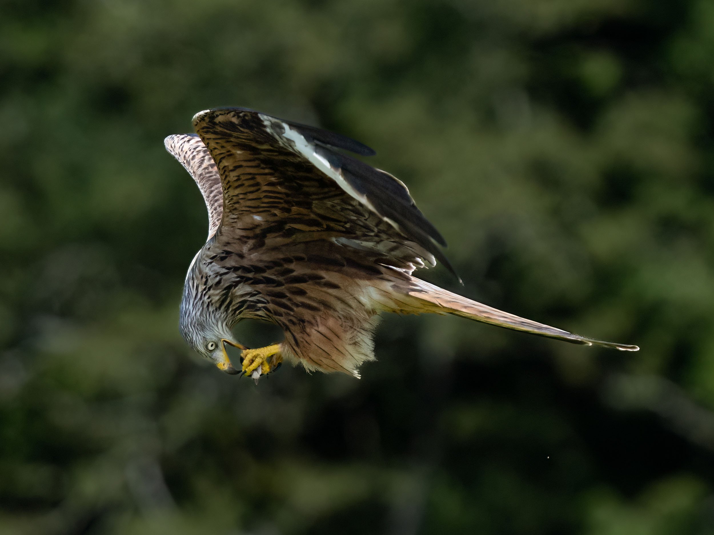 Red Kite | Gigrin Farm | Rhayader | Wales