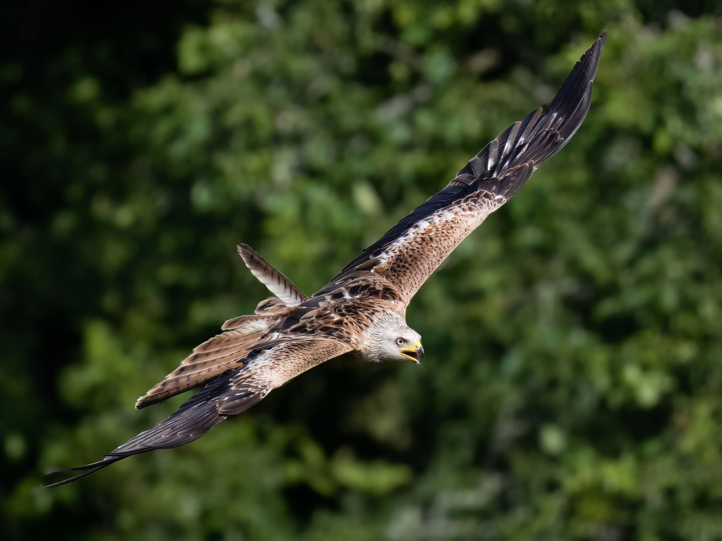 Red Kite | Gigrin Farm | Rhayader | Wales