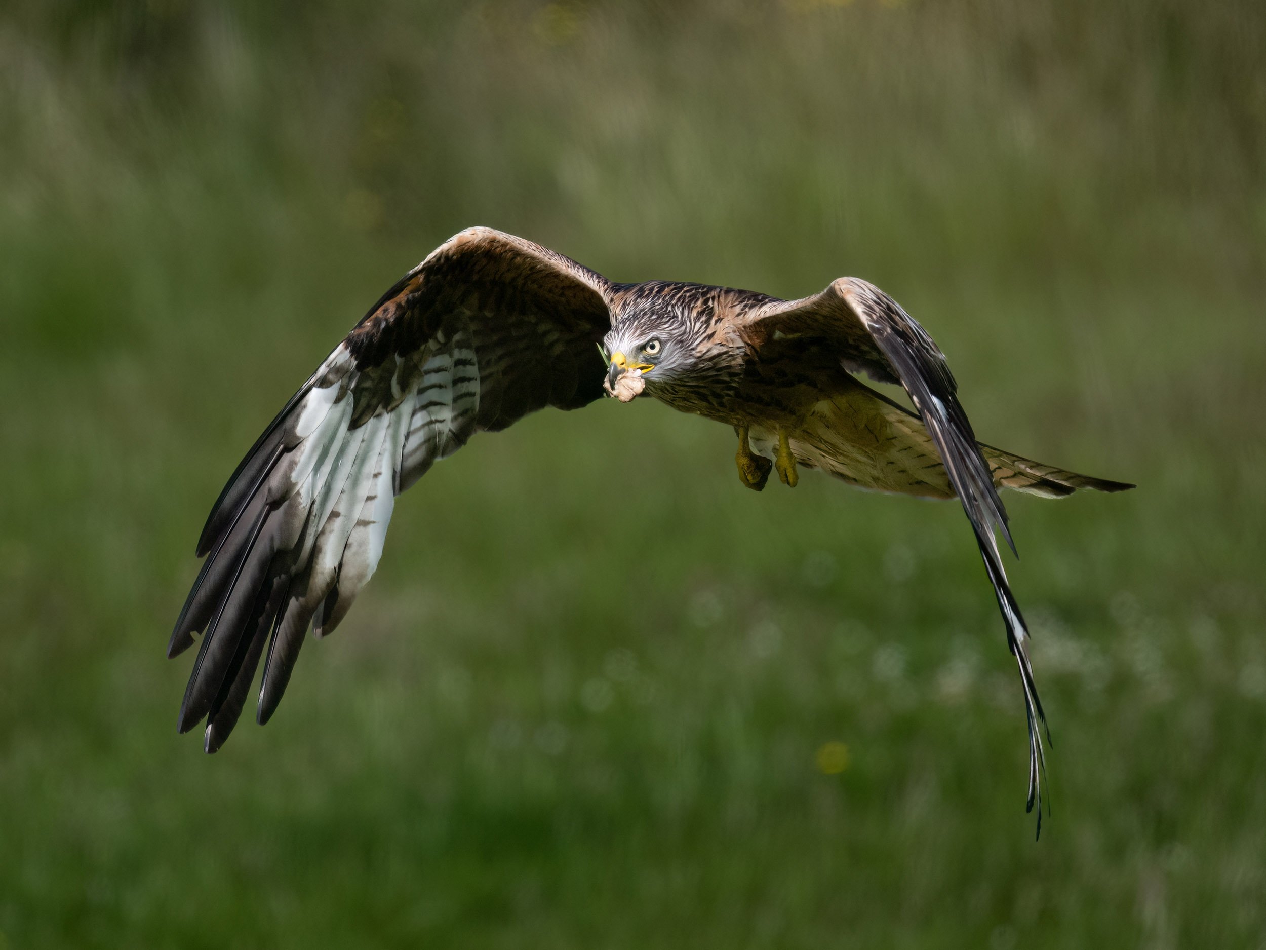 Red Kite | Gigrin Farm | Rhayader | Wales