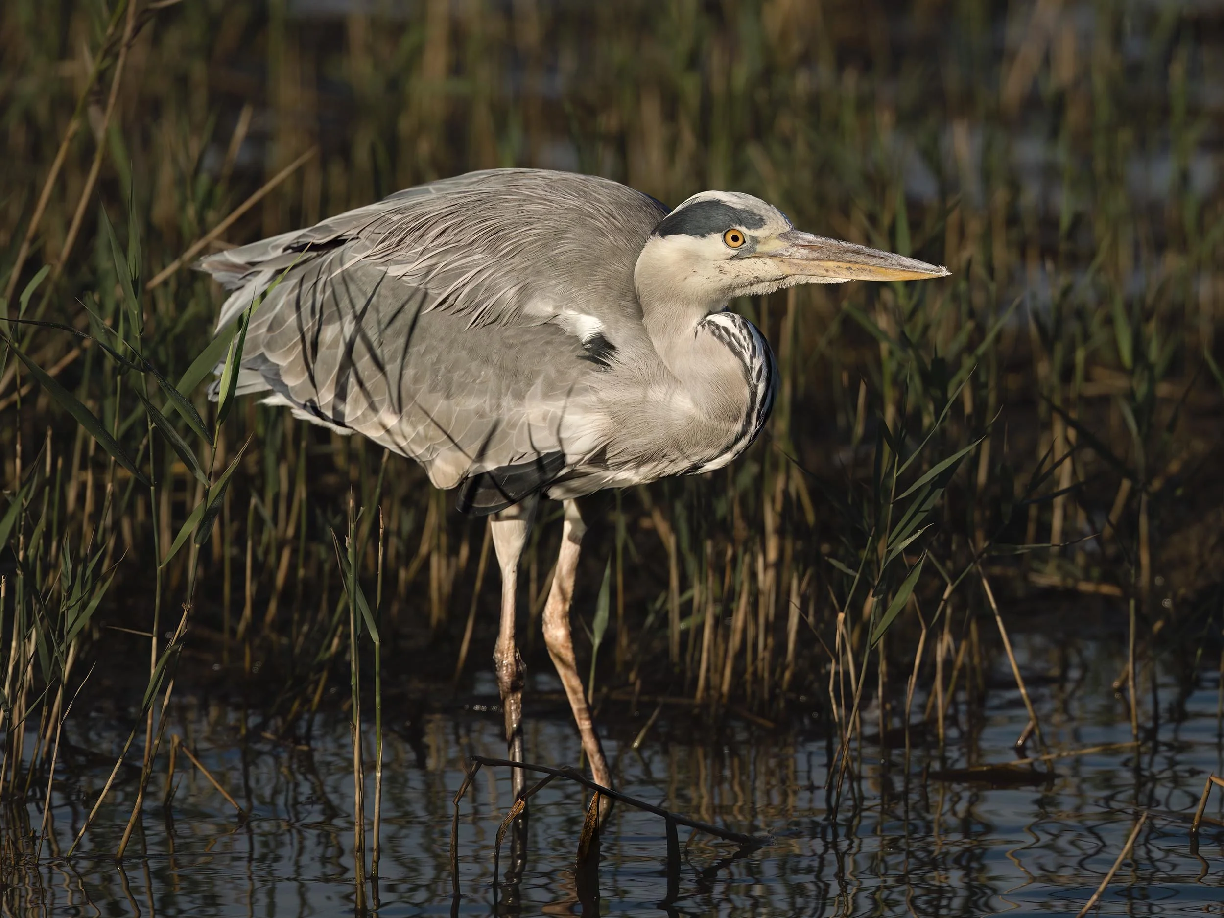 Grey Heron | RSPB Leighton Moss