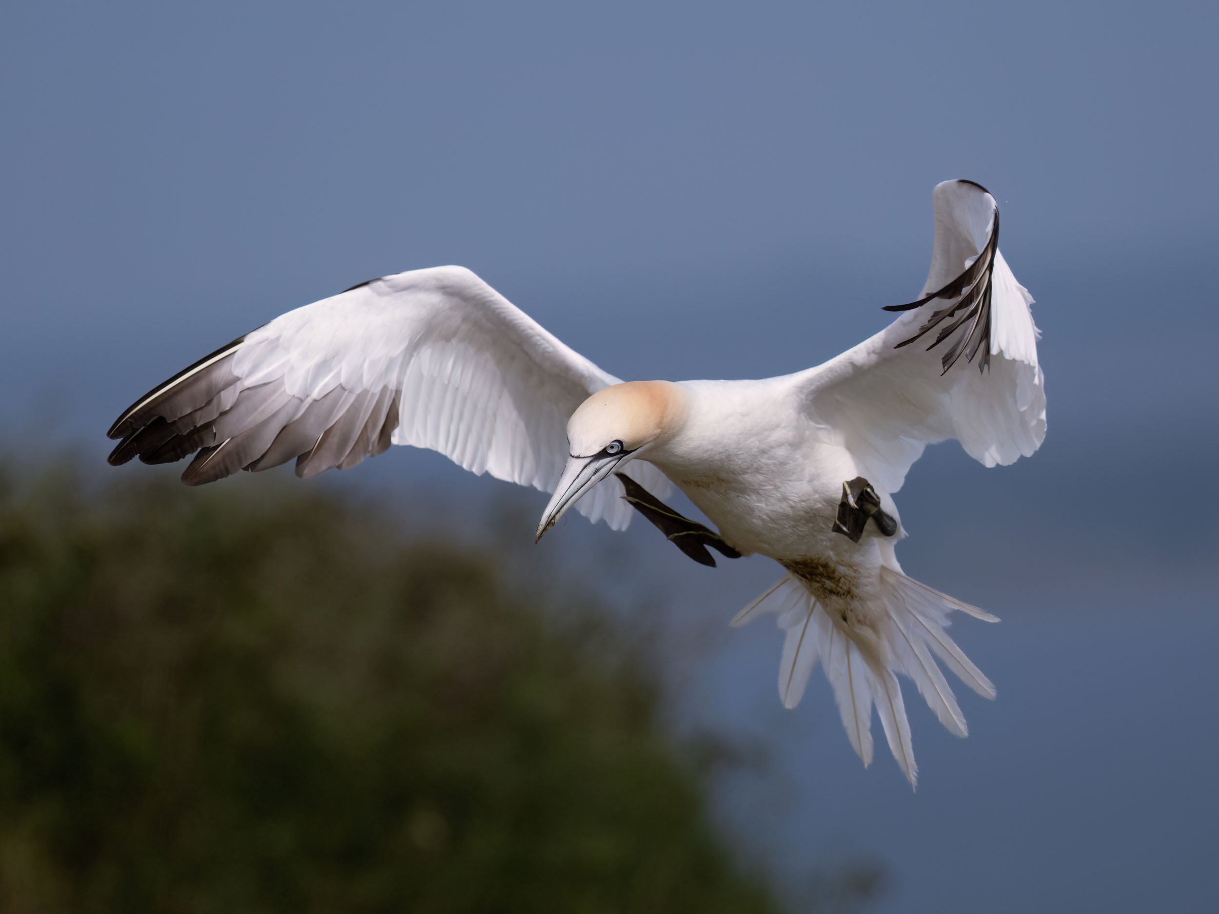 Northern Gannet | RSPB Bempton Cliffs