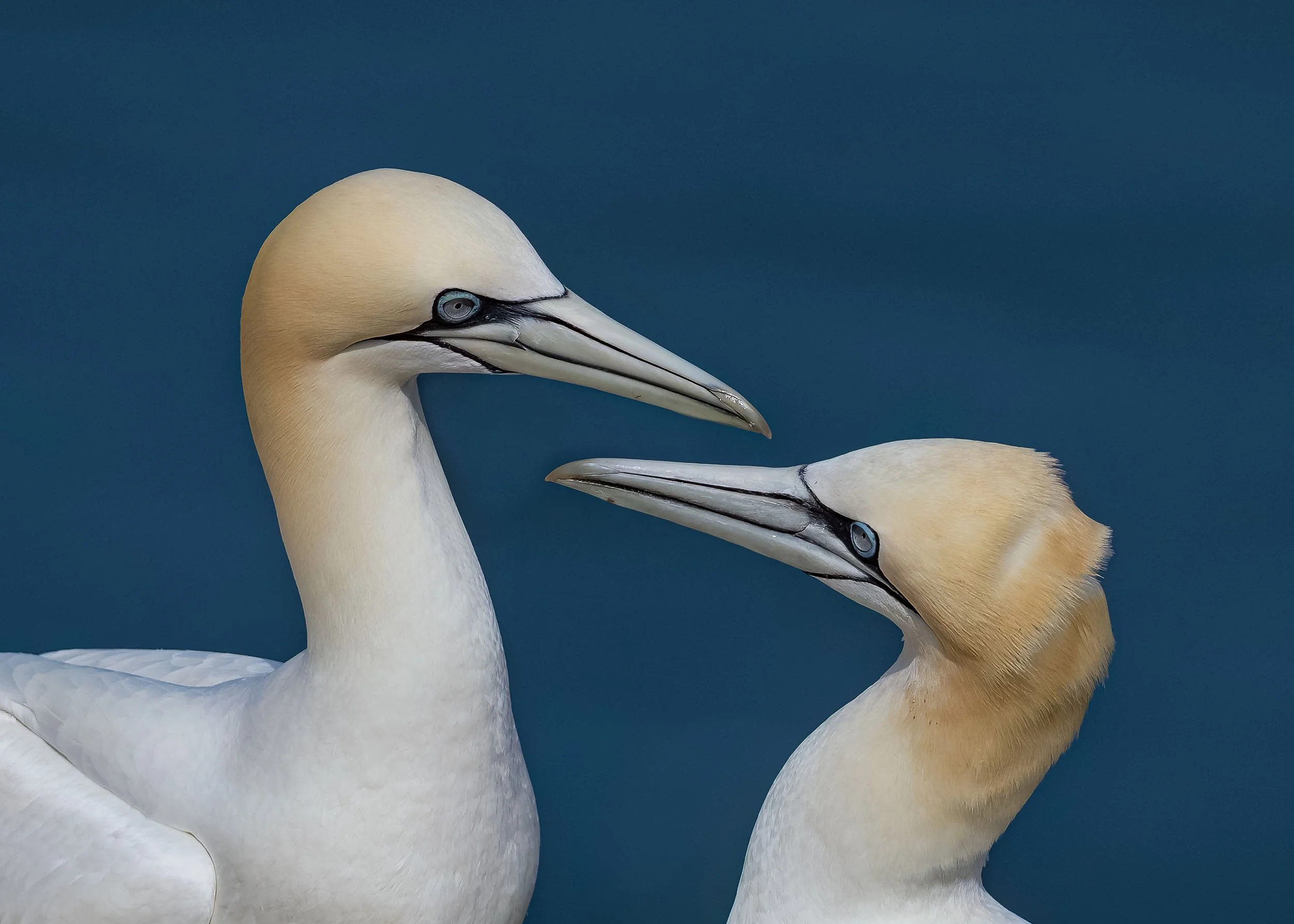 Northern Gannets | RSPB Bempton Cliffs