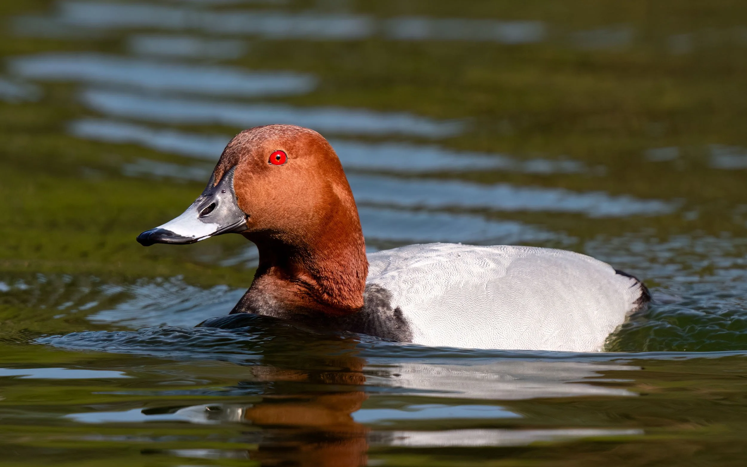 Common Pochard | Martin Mere WWT