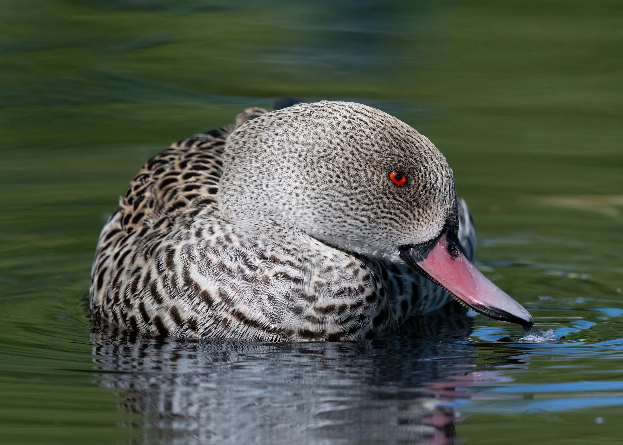 Cape Teal | Martin Mere WWT