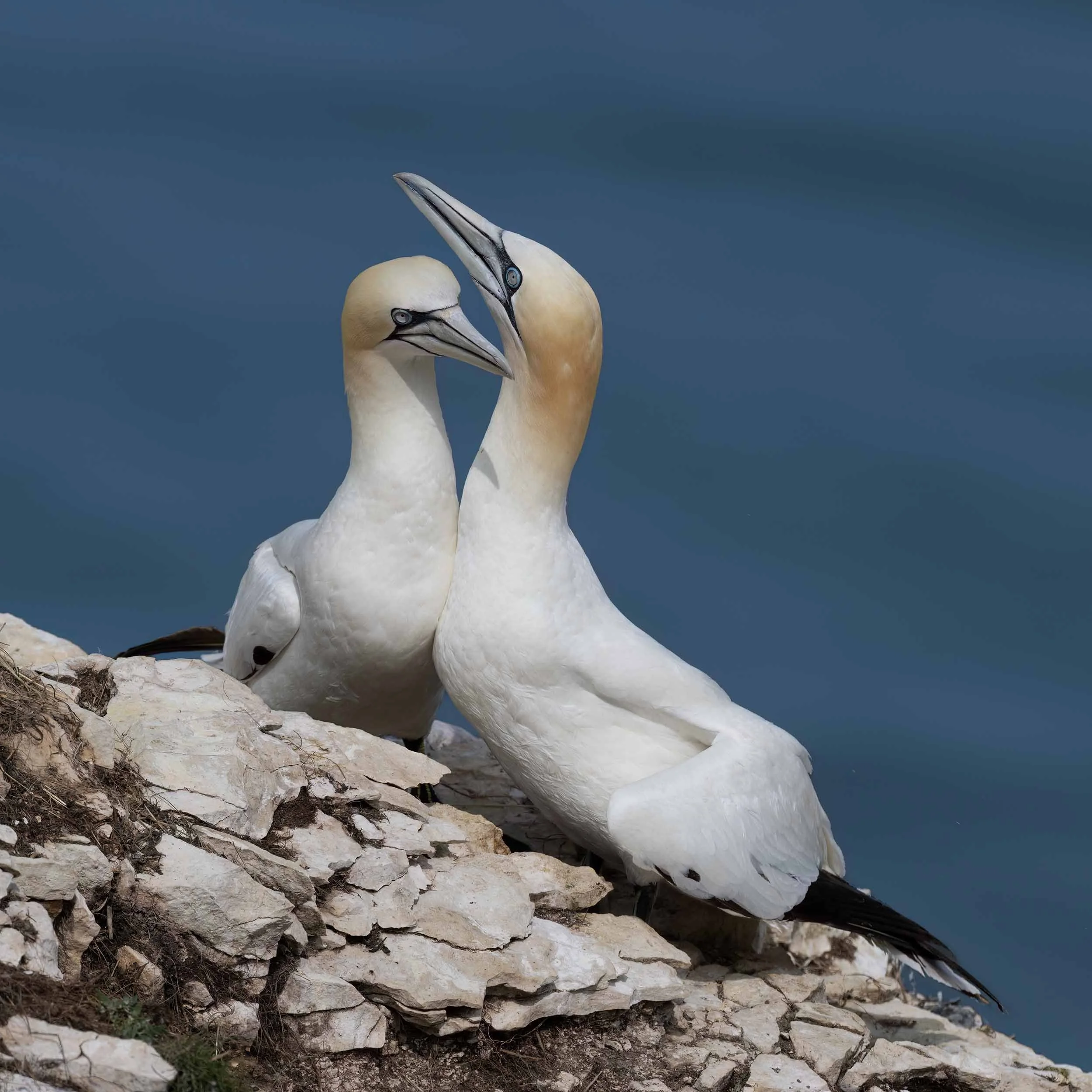 Northern Gannets | RSPB Bempton Cliffs