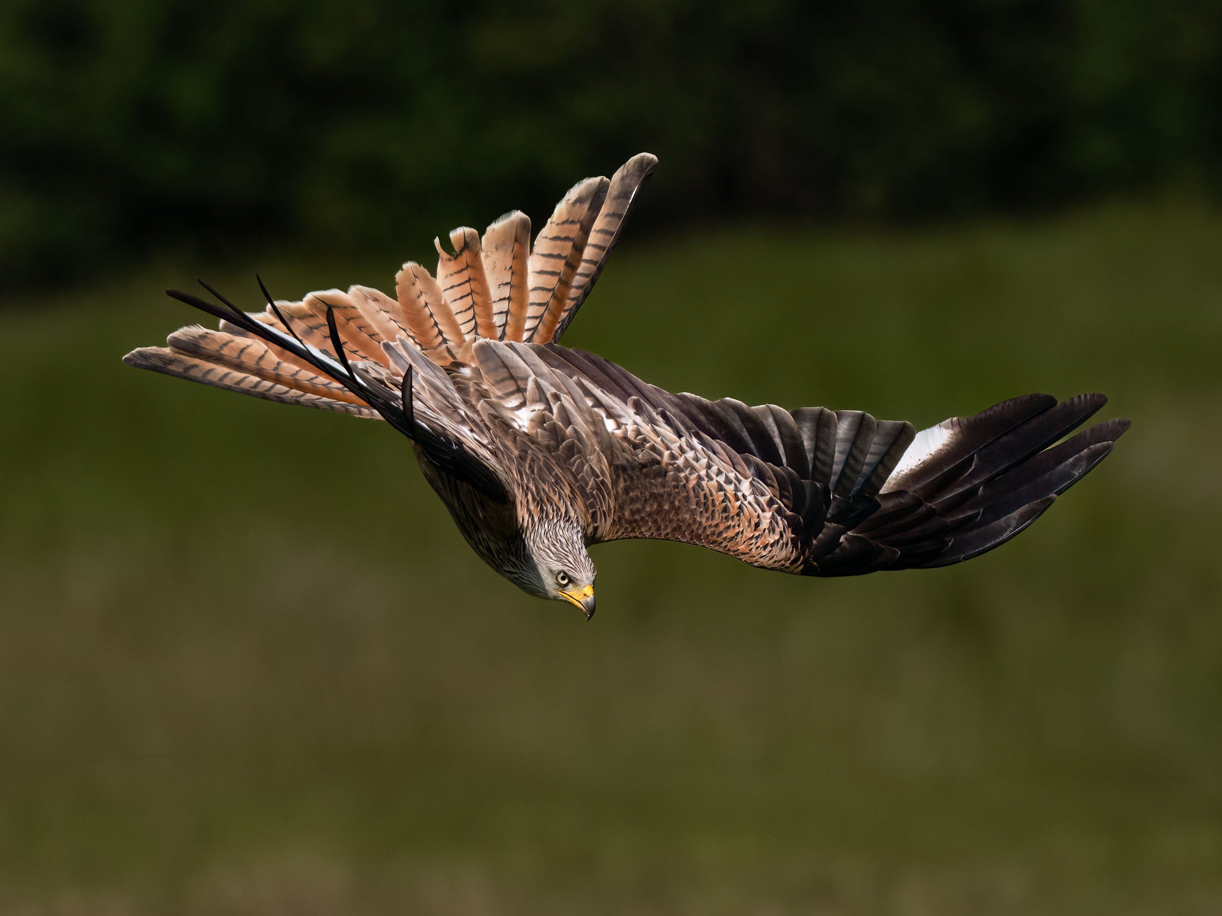 Red Kite | Gigrin Farm | Rhayader | Wales