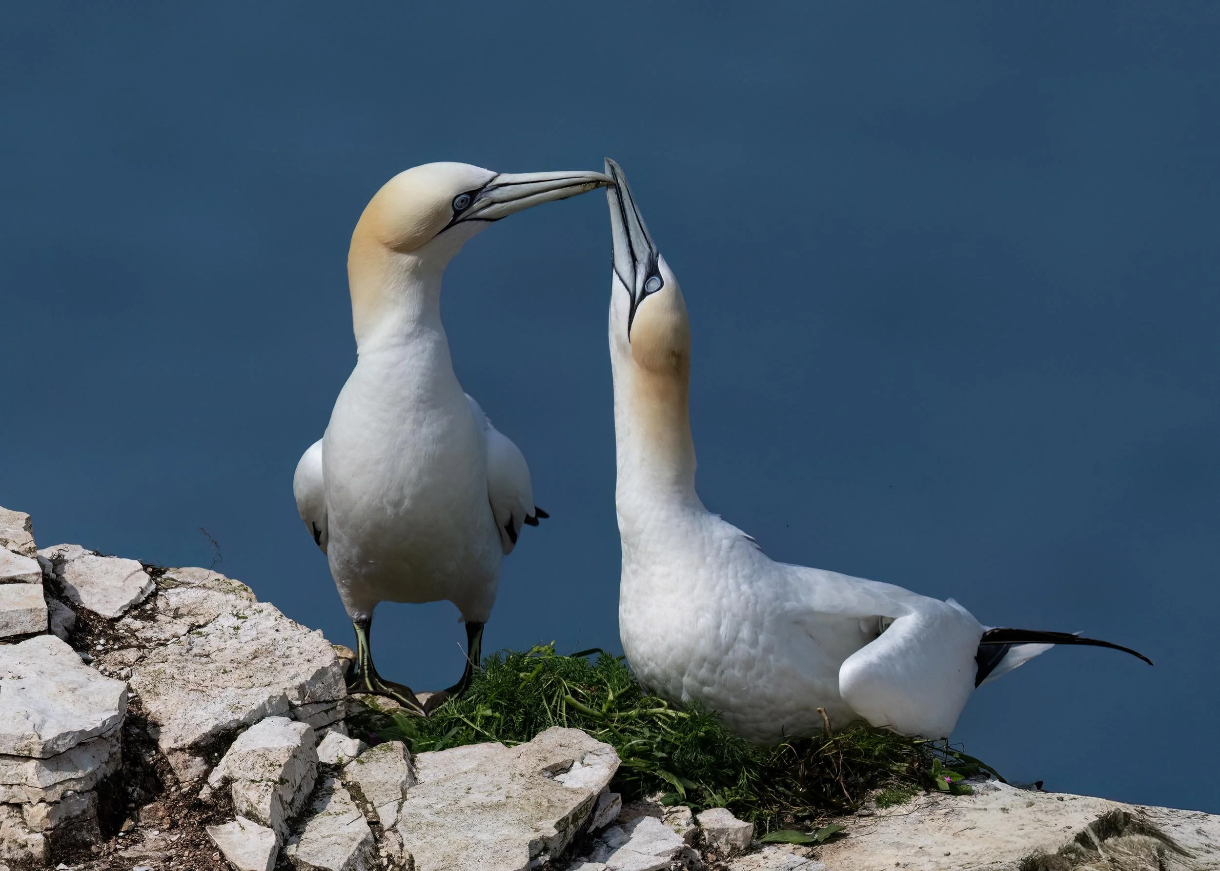 Northern Gannets | RSPB Bempton Cliffs