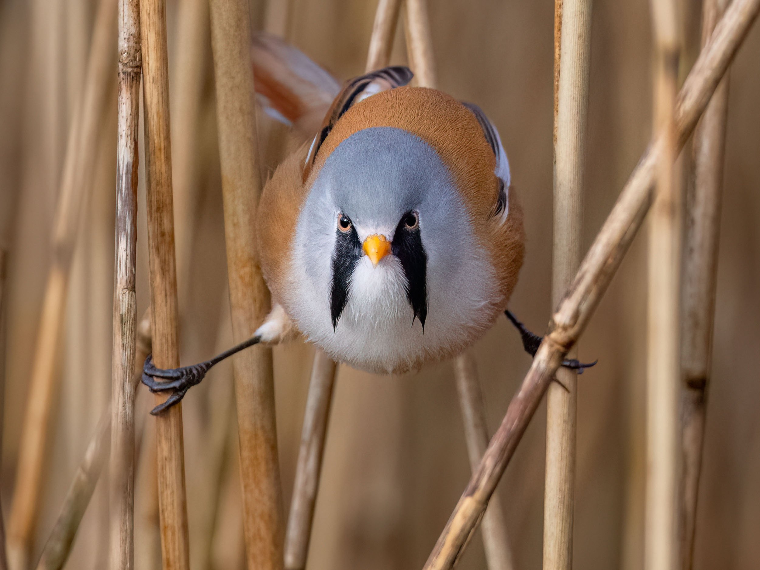 Bearded Tit Male | RSPB Leighton Moss