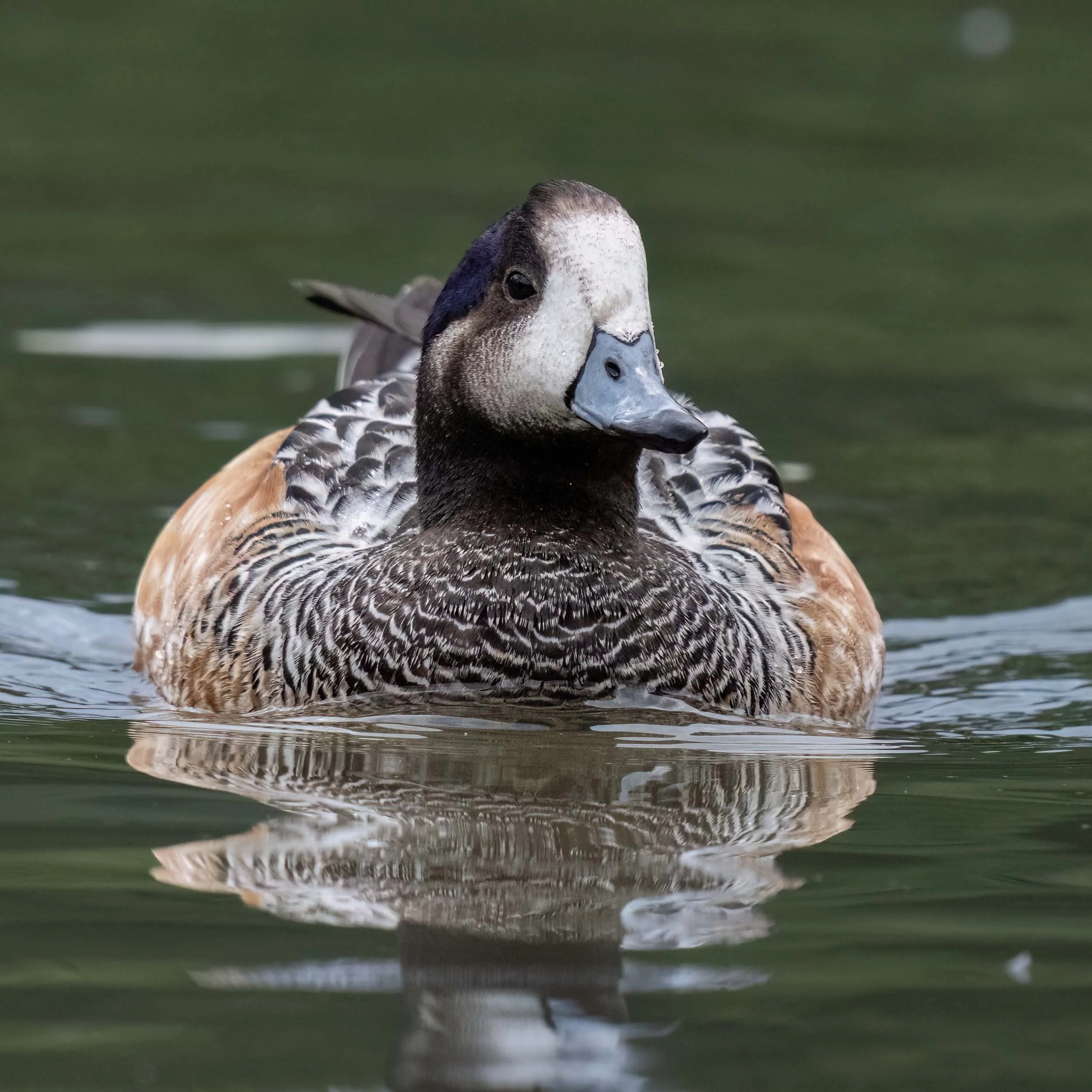 Chiloe Wigeon | Slimbridge WWT