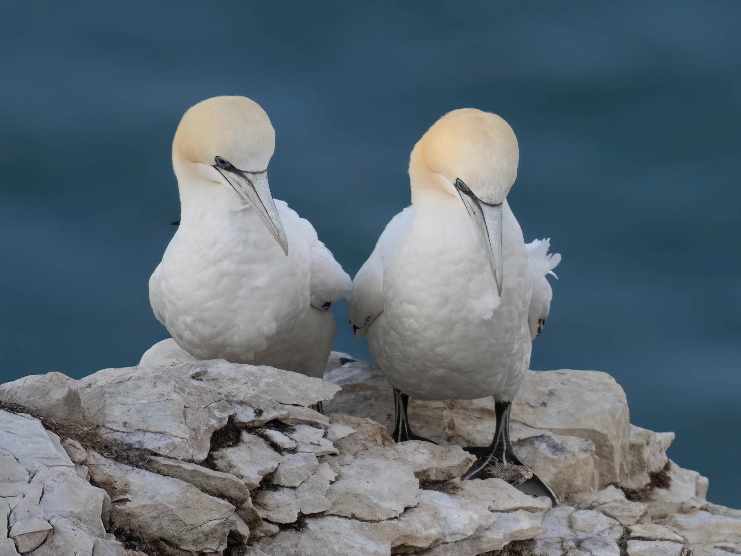 Northern Gannets | RSPB Bempton Cliffs