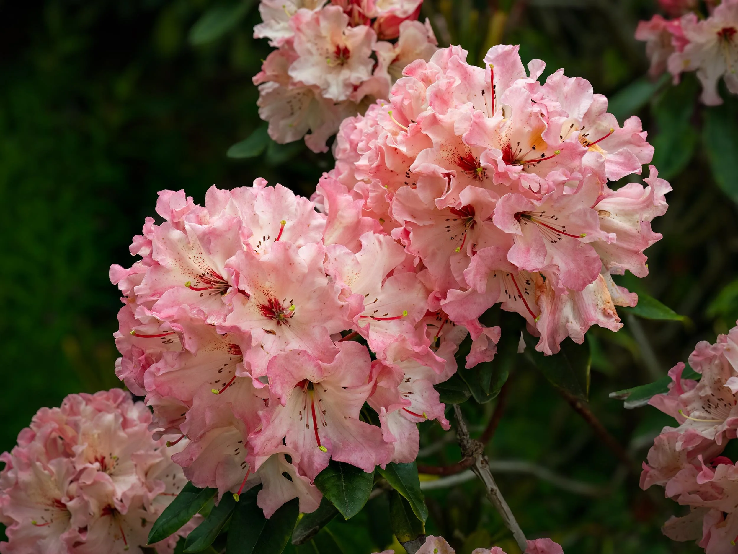 Rhododendron | Bodnant Gardens | North Wales