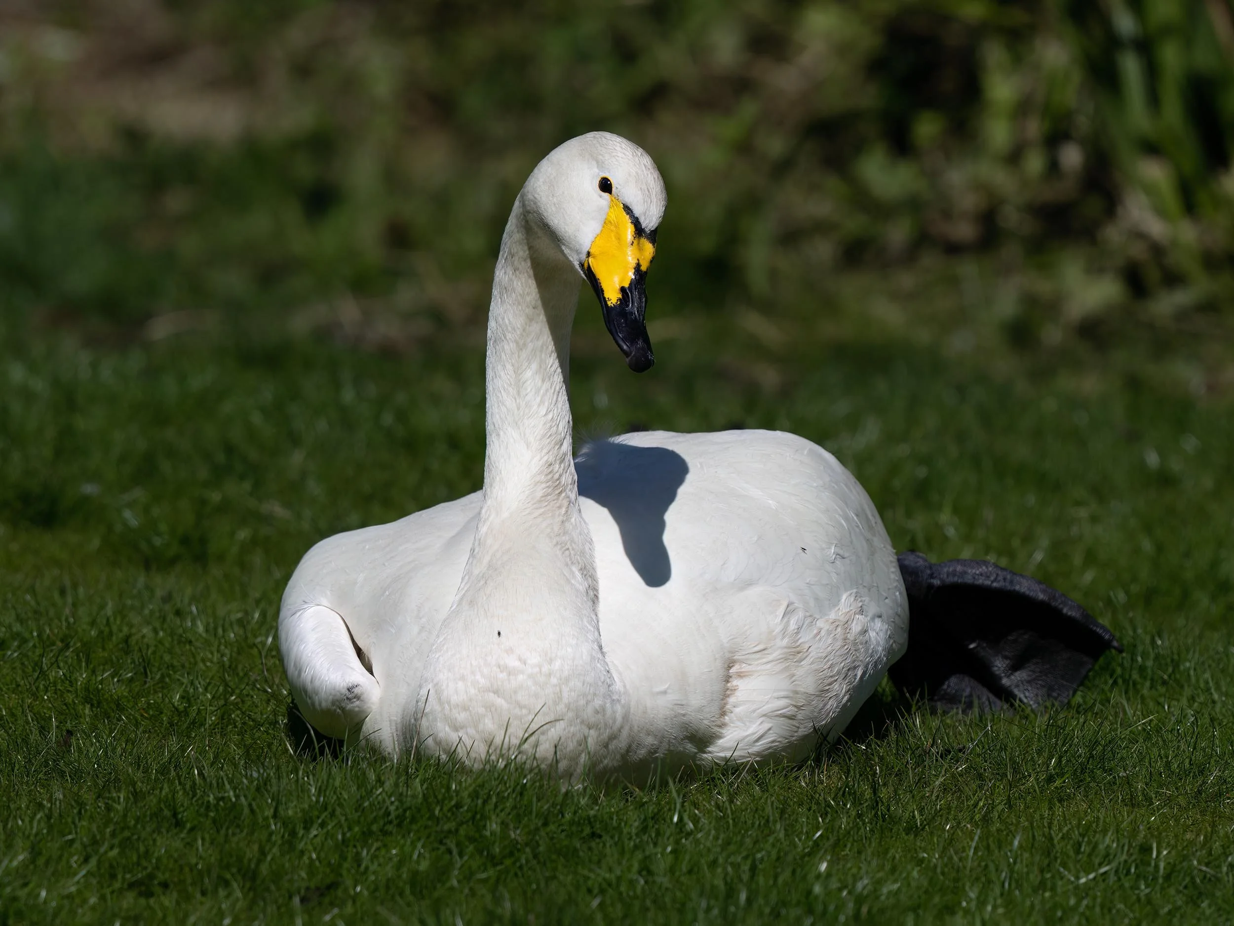 Whooper Swan | Martin Mere WWT