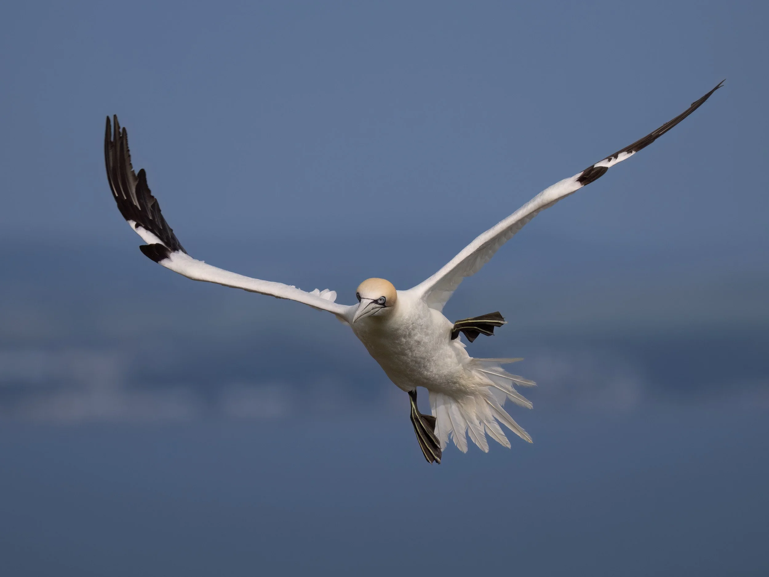 Northern Gannet | RSPB Bempton Cliffs